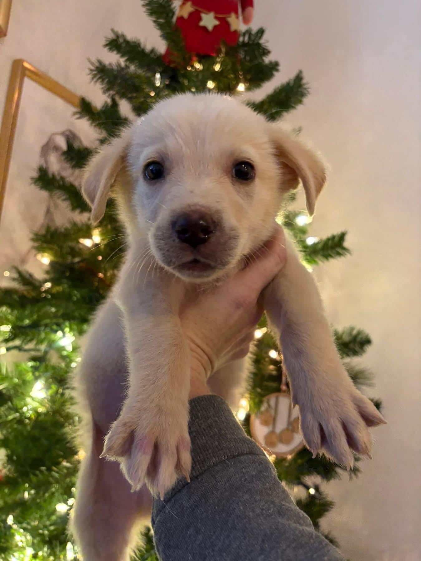 Enlarge Yule, a ADOPTABLE Great Pyrenees in Southlake, TX image 4/6