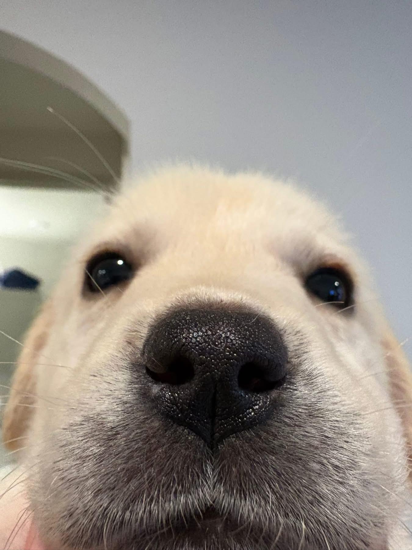 Enlarge Yule, a ADOPTABLE Great Pyrenees in Southlake, TX image 5/6