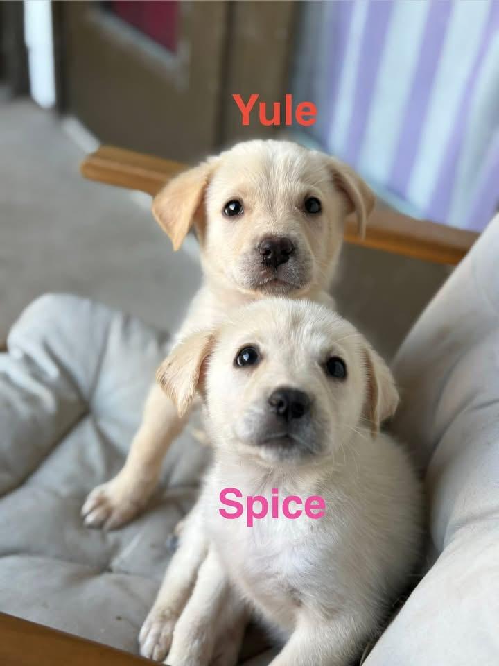 Enlarge Yule, a ADOPTABLE Great Pyrenees in Southlake, TX image 6/6