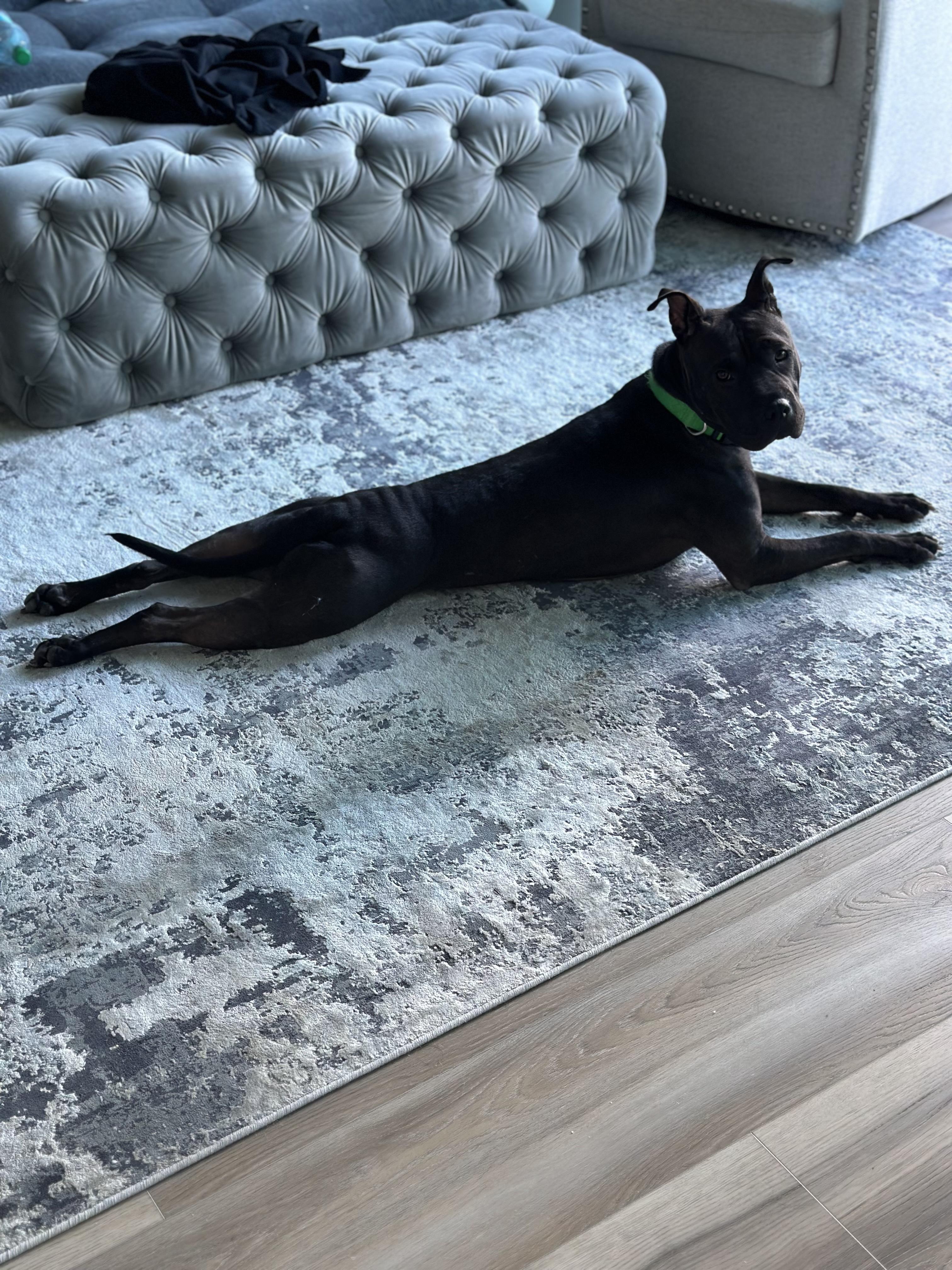 Elmo/Oreo, Adoptable, Adult Female Pit Bull Terrier & Mixed Breed.