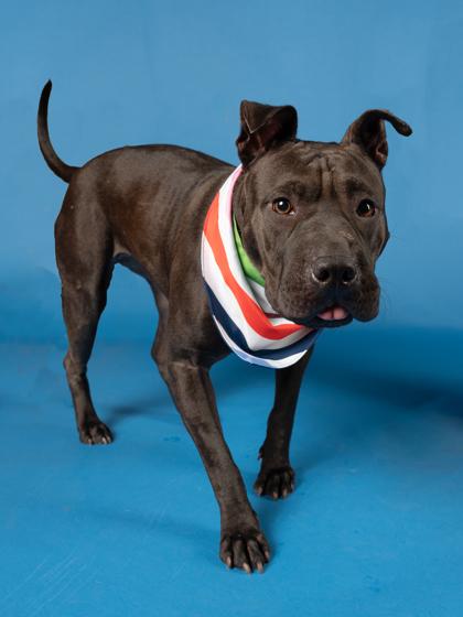 Enlarge Elmo/Oreo, a Adoptable mixed breed in Atlanta, GA image 2/3