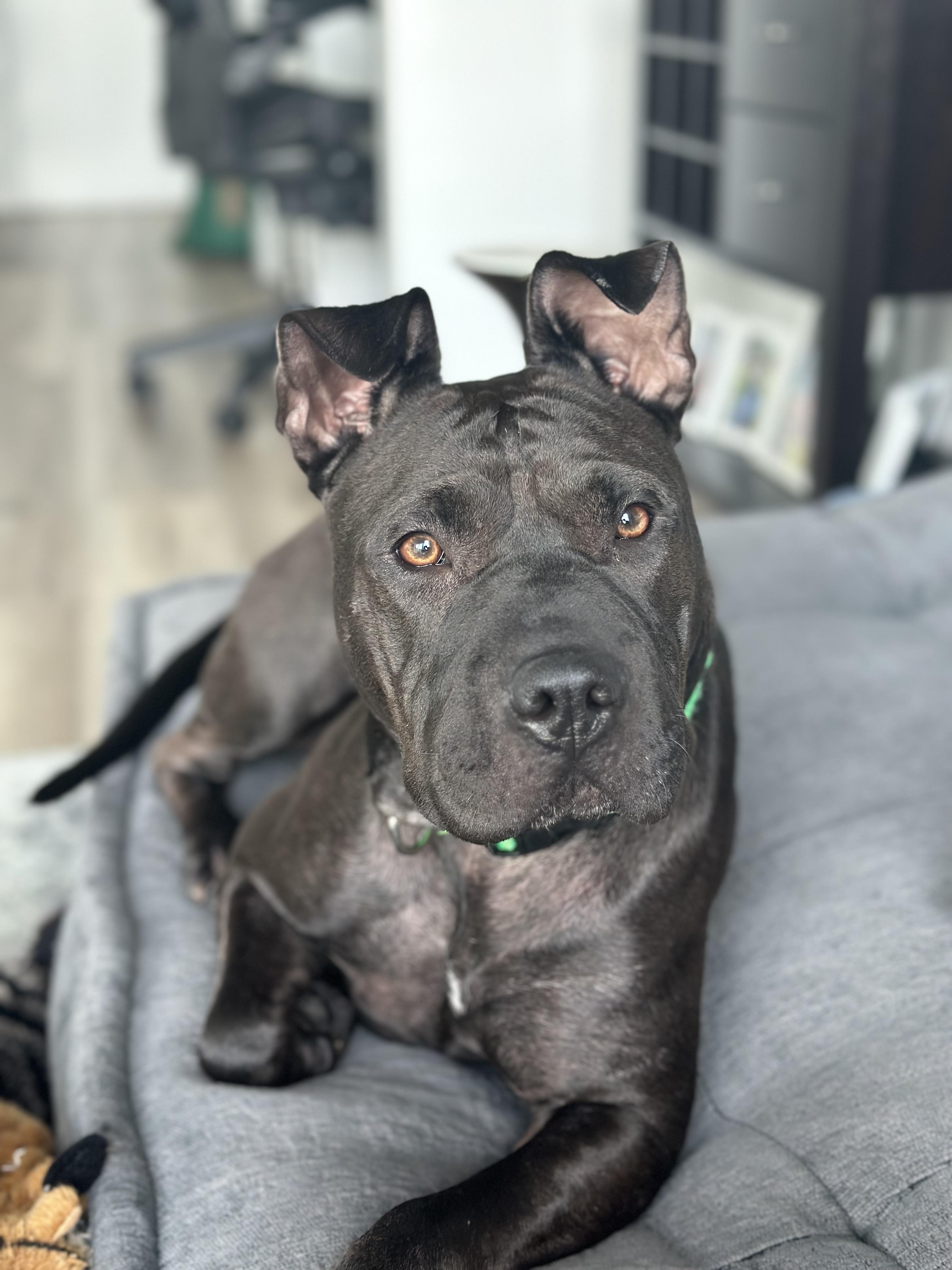 Enlarge Elmo/Oreo, a Adoptable mixed breed in Atlanta, GA image 3/3