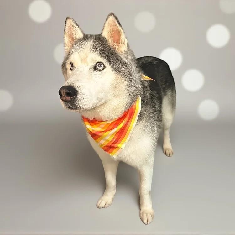 Enlarge Blue, a ADOPTABLE Siberian Husky in Winter Springs, FL image 2/3