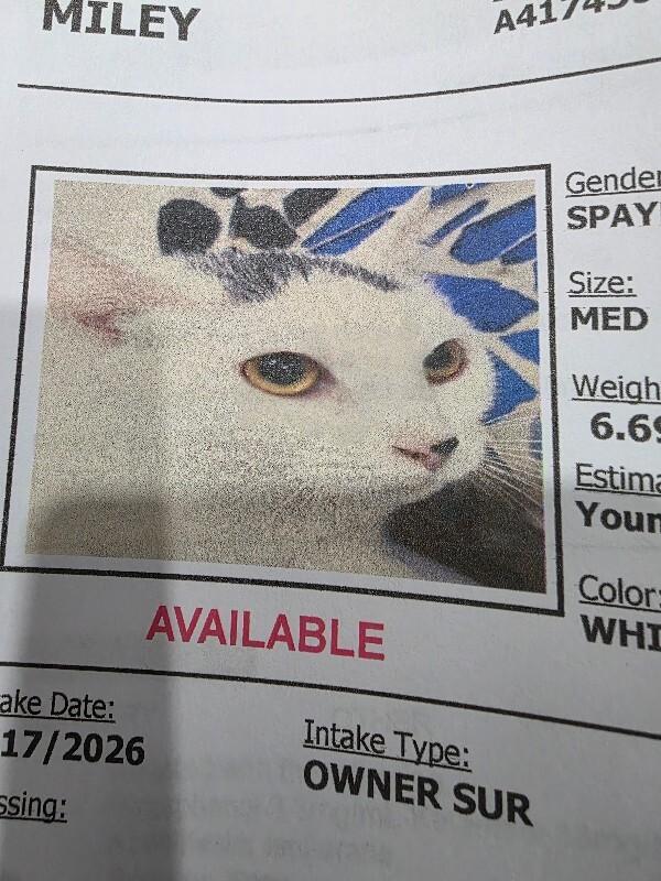 Miley, Adoptable, Adult Female Domestic Short Hair.
