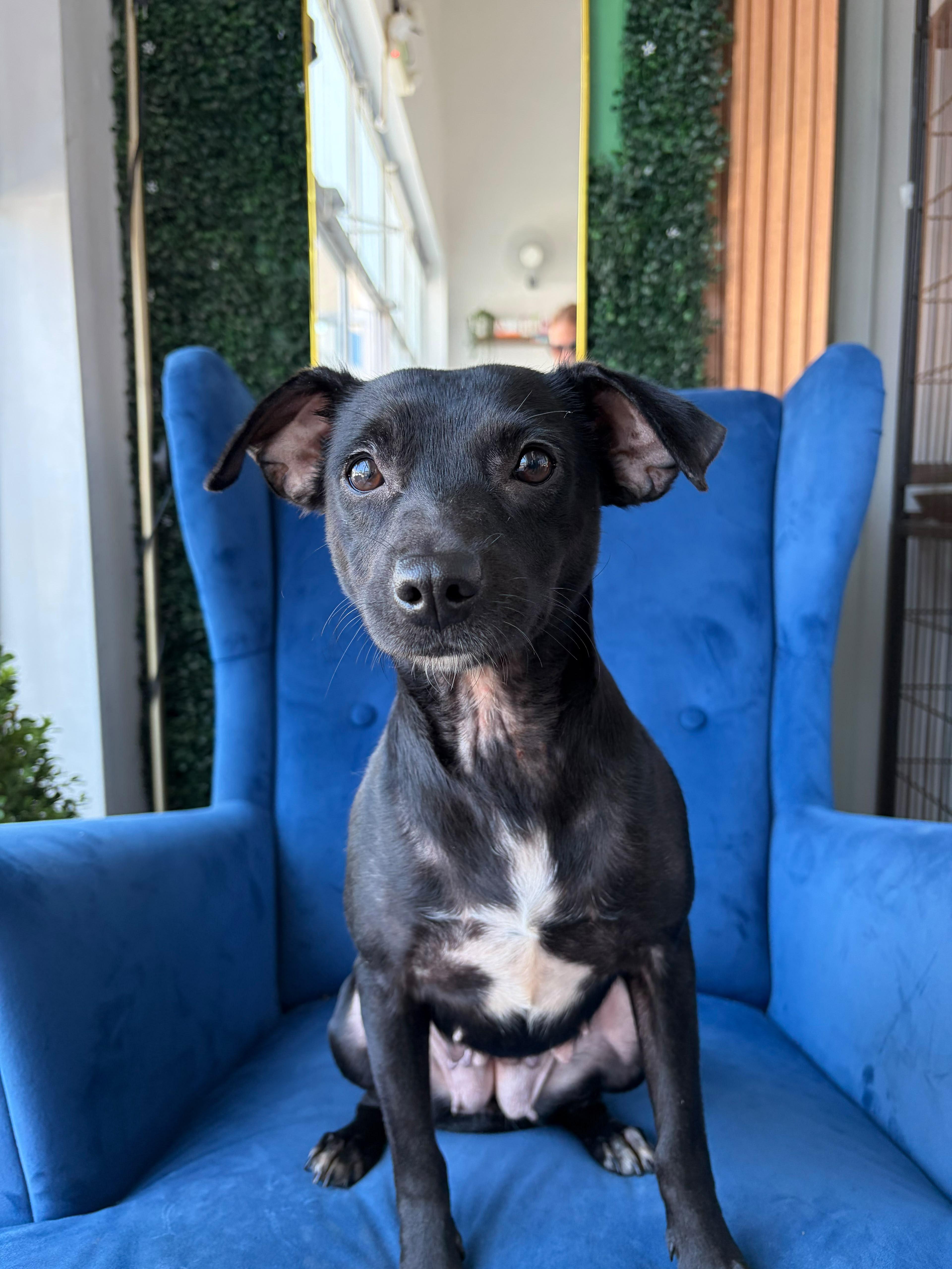 Abby, a ADOPTABLE mixed breed in Poway, CA image 3/3