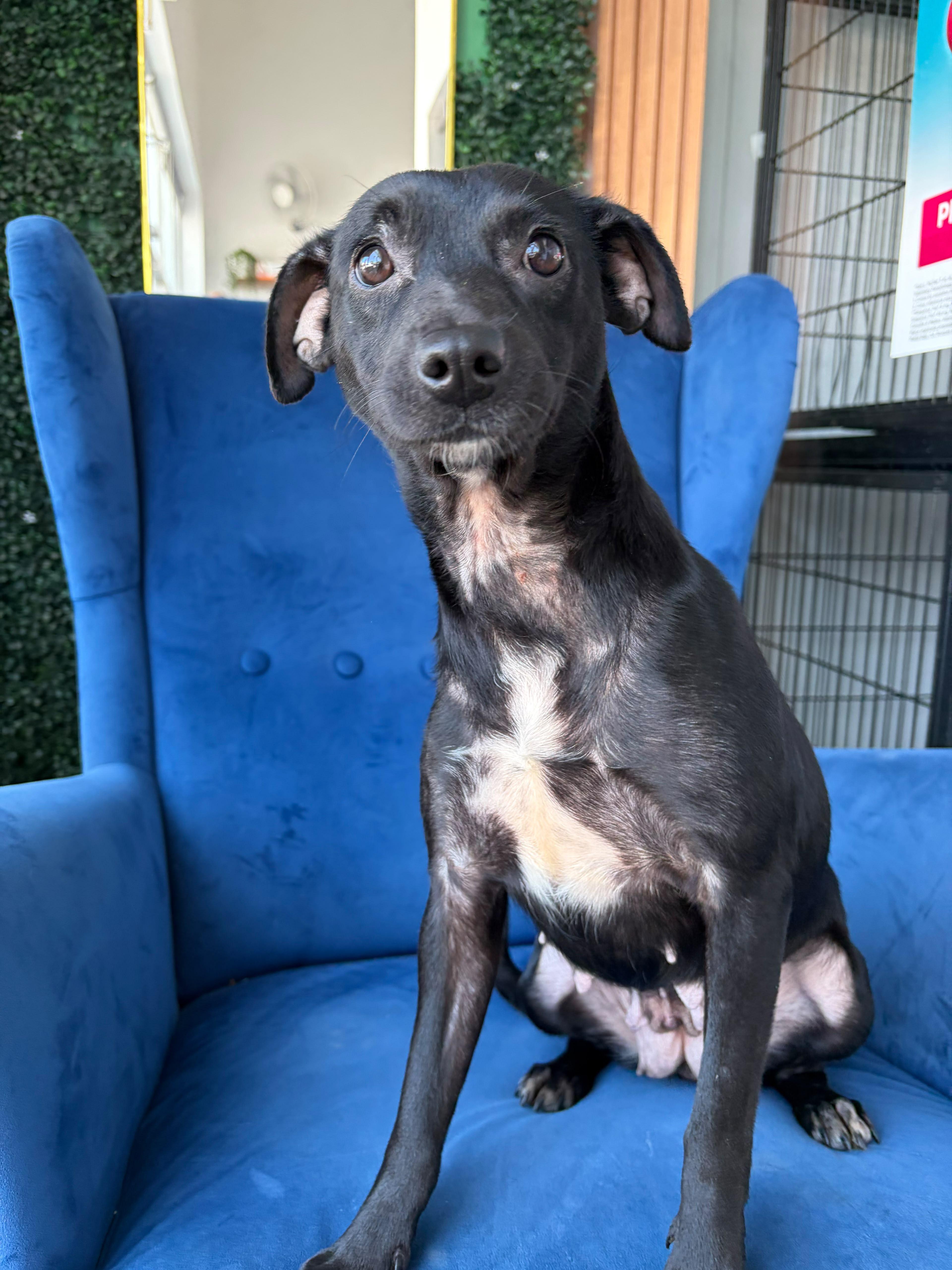 Abby, a ADOPTABLE mixed breed in Poway, CA image 2/3