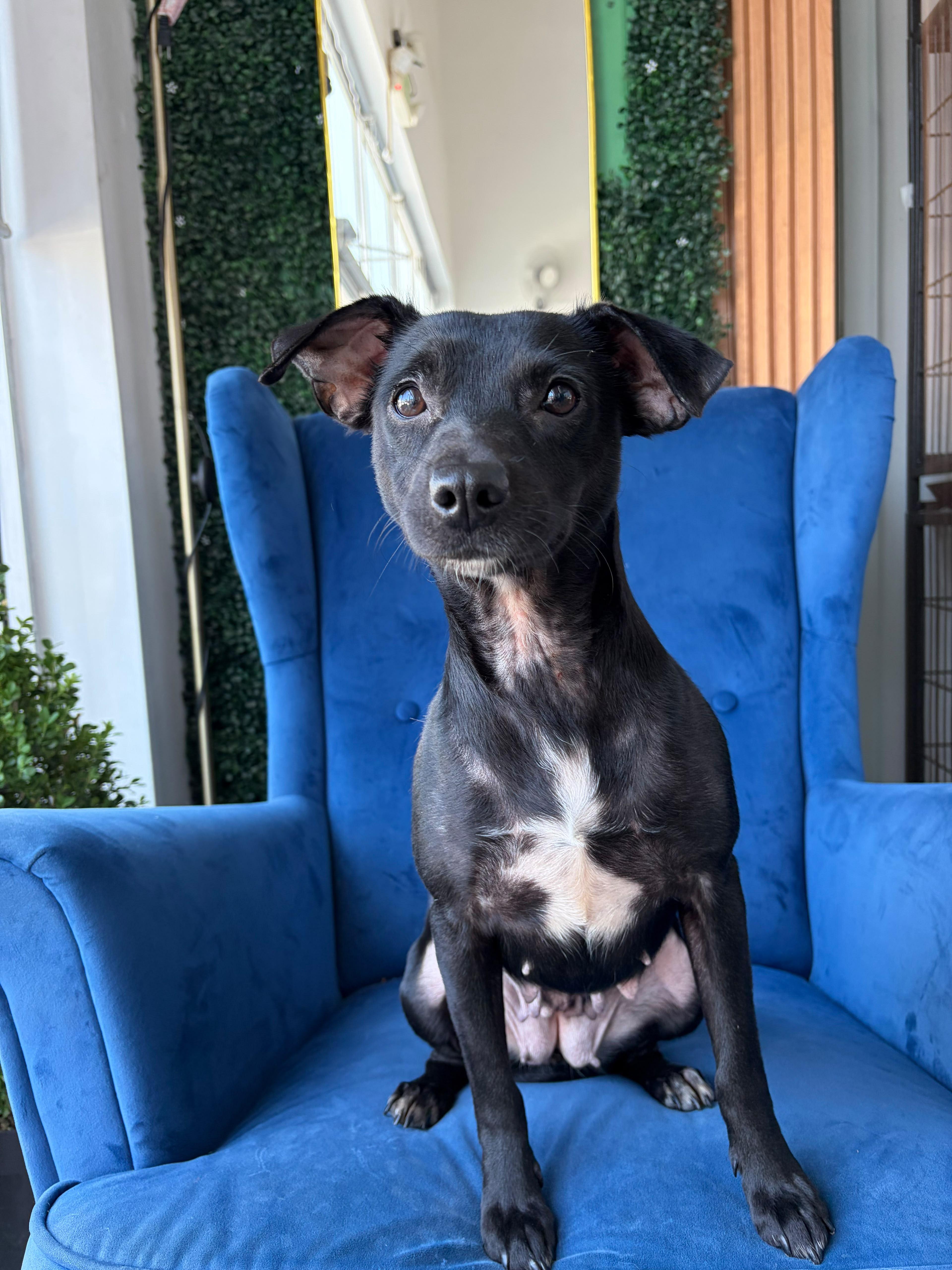 Abby, ADOPTABLE, Adult Female Terrier.