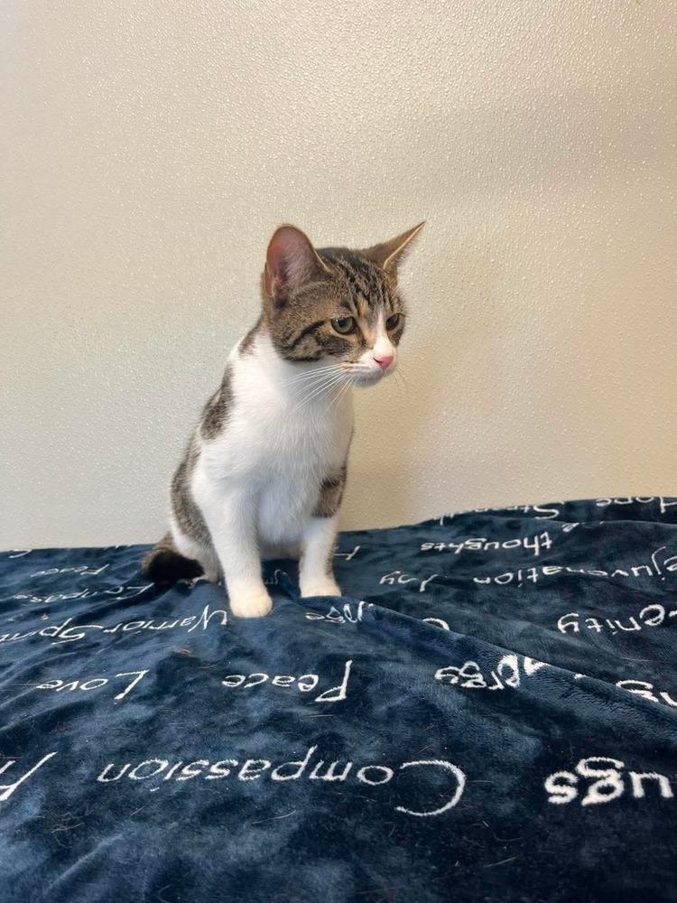 Halloween Kitties : Cobweb, Adoptable, Young Male Domestic Short Hair.
