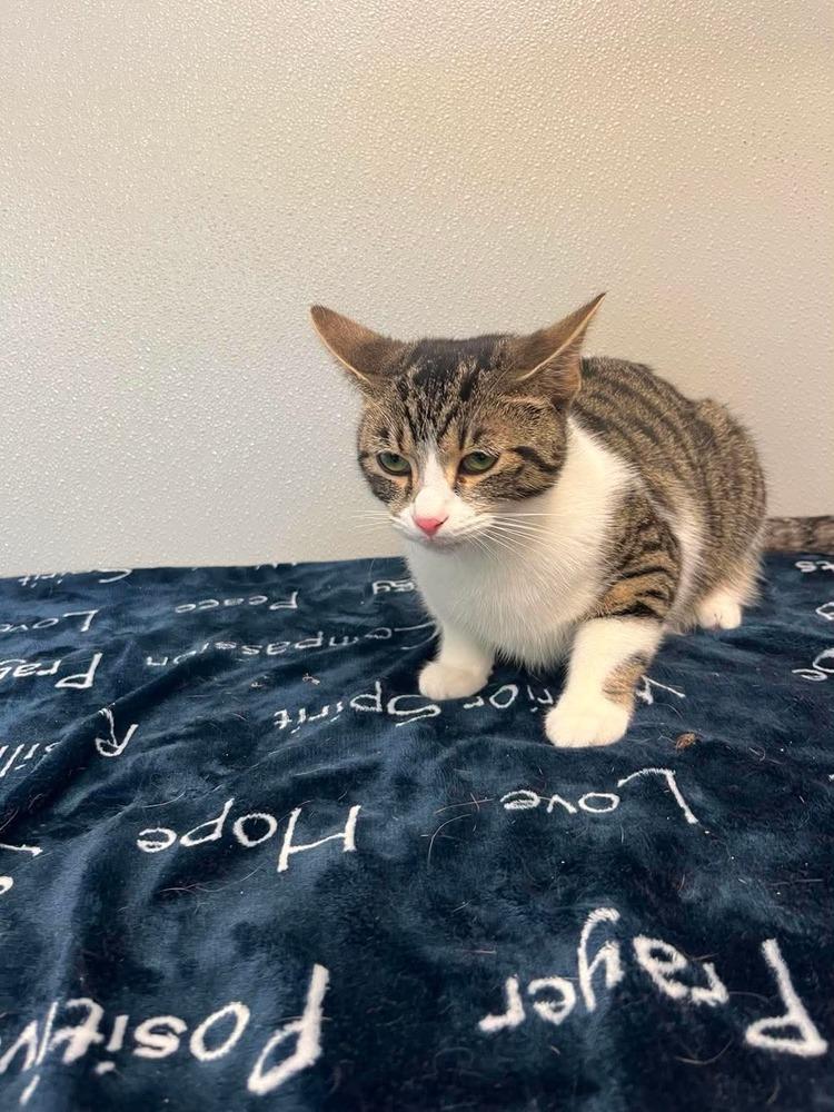 Halloween Kitties : Cobweb, a Adoptable Domestic Short Hair in Osgood, IN image 2/5