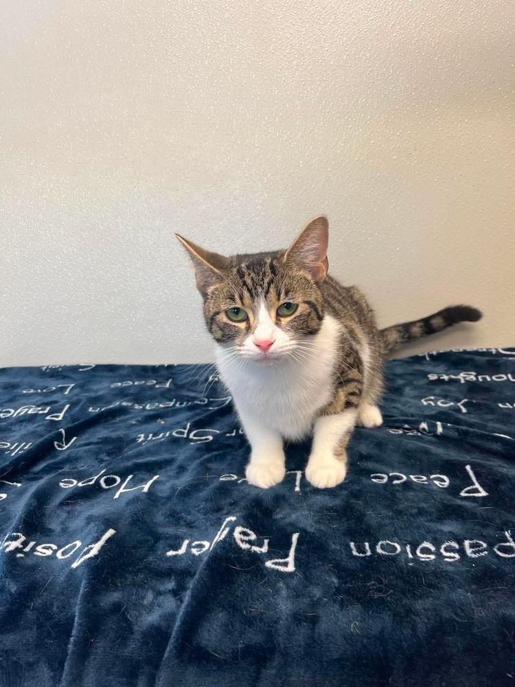 Halloween Kitties : Cobweb, a Adoptable Domestic Short Hair in Osgood, IN image 4/5