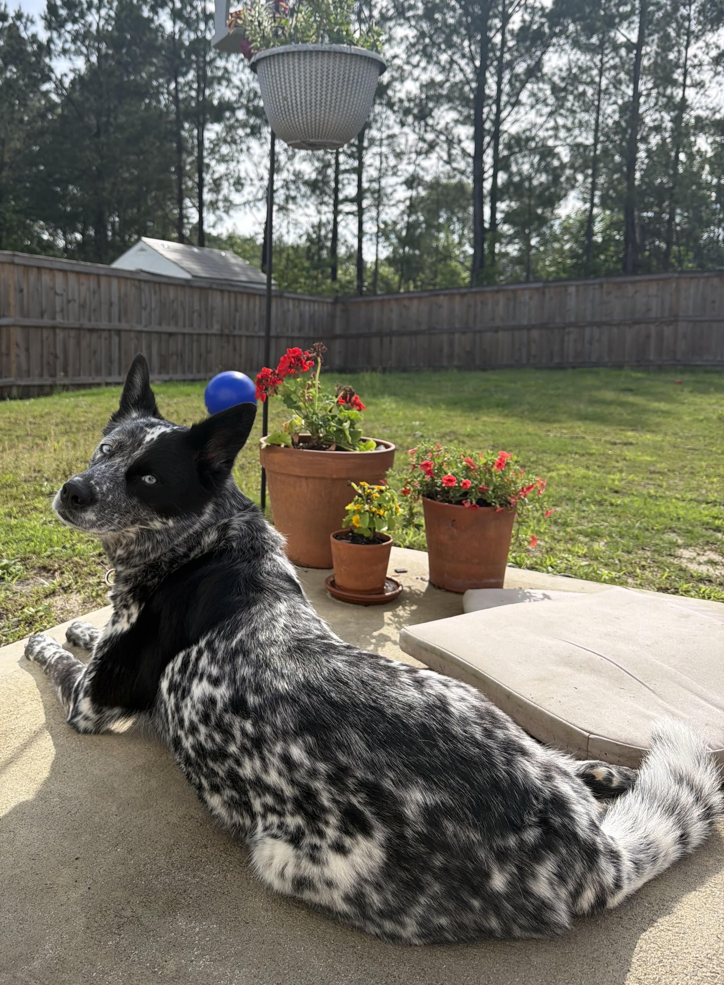 Arwen, Adoptable, Young Female Australian Cattle Dog / Blue Heeler & Husky.