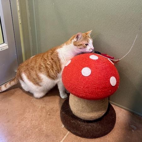 MOTO MOTO, Adoptable, Adult Male Domestic Medium Hair & Domestic Medium Hair.