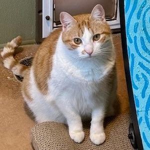 MOTO MOTO, Adoptable, Adult Male Domestic Medium Hair & Domestic Medium Hair.