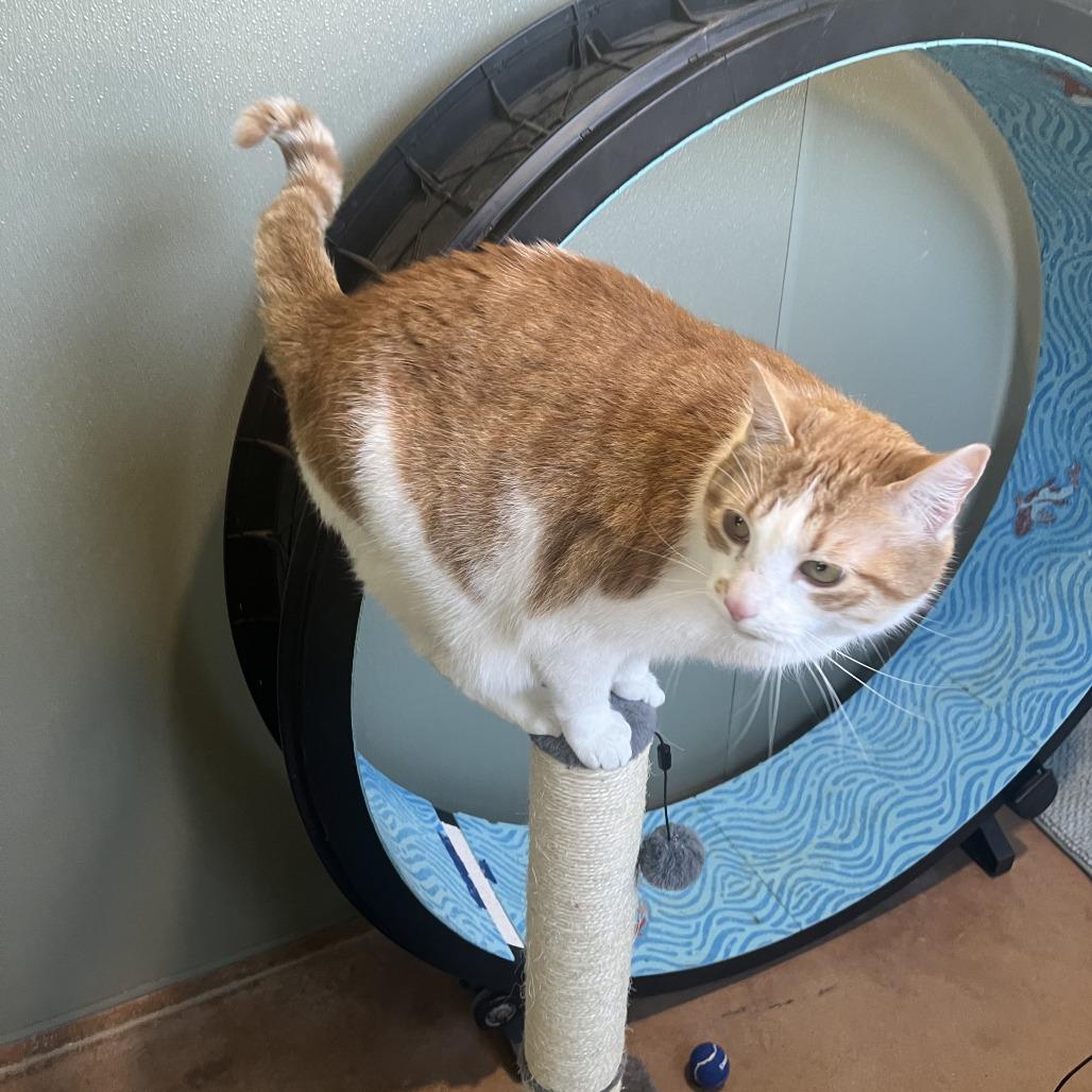 Enlarge MOTO MOTO, a Adoptable mixed breed in Kyle, TX image 2/6