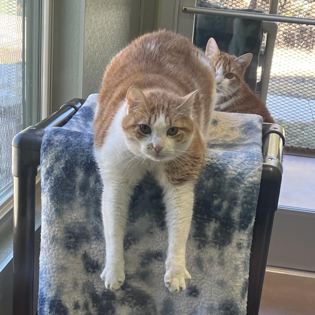 Enlarge MOTO MOTO, a Adoptable mixed breed in Kyle, TX image 3/6