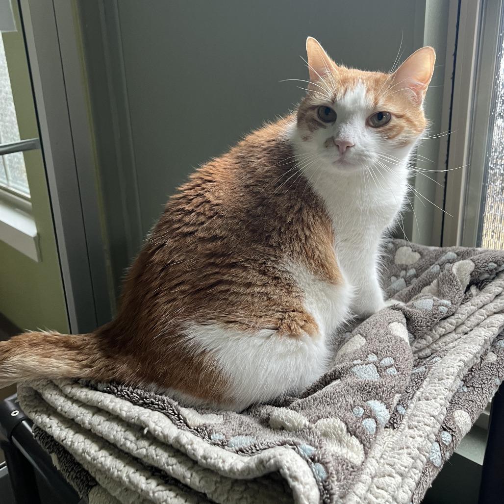 Enlarge MOTO MOTO, a Adoptable mixed breed in Kyle, TX image 4/6