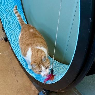 Enlarge MOTO MOTO, a Adoptable mixed breed in Kyle, TX image 3/6