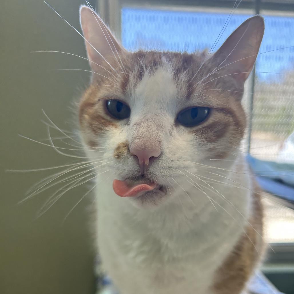 Enlarge MOTO MOTO, a Adoptable mixed breed in Kyle, TX image 5/6