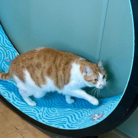 Enlarge MOTO MOTO, a Adoptable mixed breed in Kyle, TX image 4/6