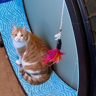 Enlarge MOTO MOTO, a Adoptable mixed breed in Kyle, TX image 5/6