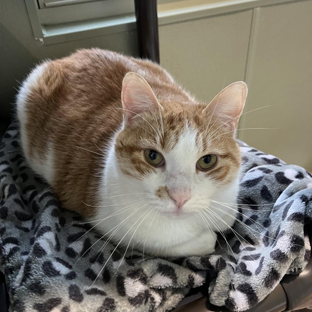 Enlarge MOTO MOTO, a Adoptable mixed breed in Kyle, TX image 6/6