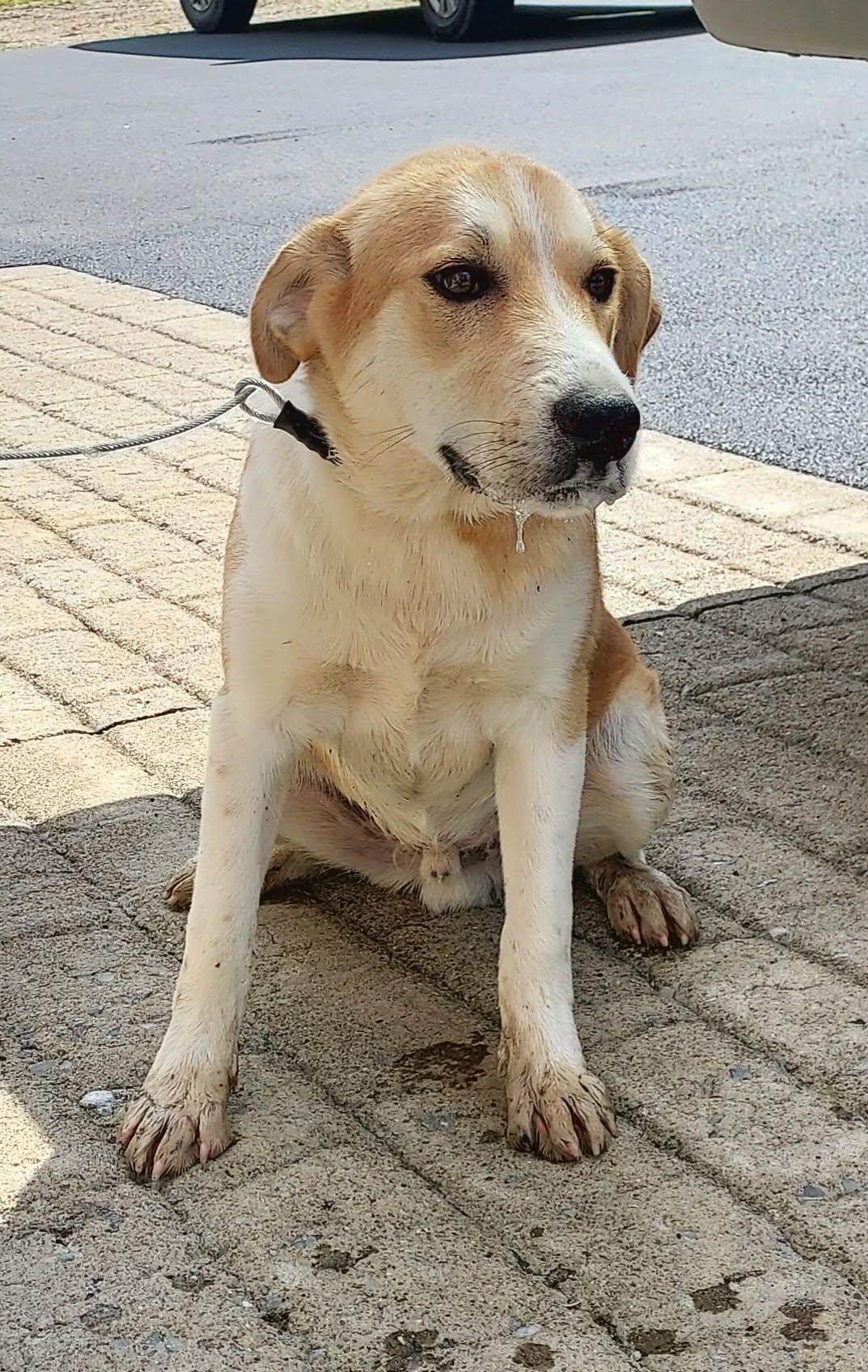 Enlarge Calvin, a Adoptable mixed breed in Falls Creek, PA image 2/2