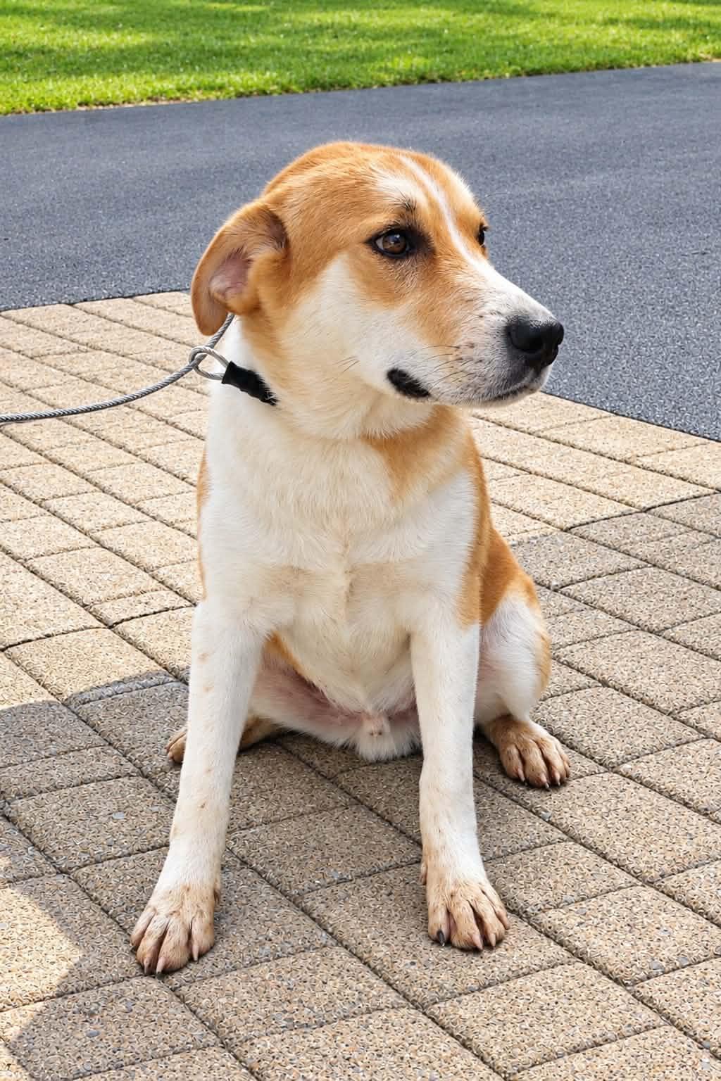 Calvin, Adoptable, Young Male Labrador Retriever.
