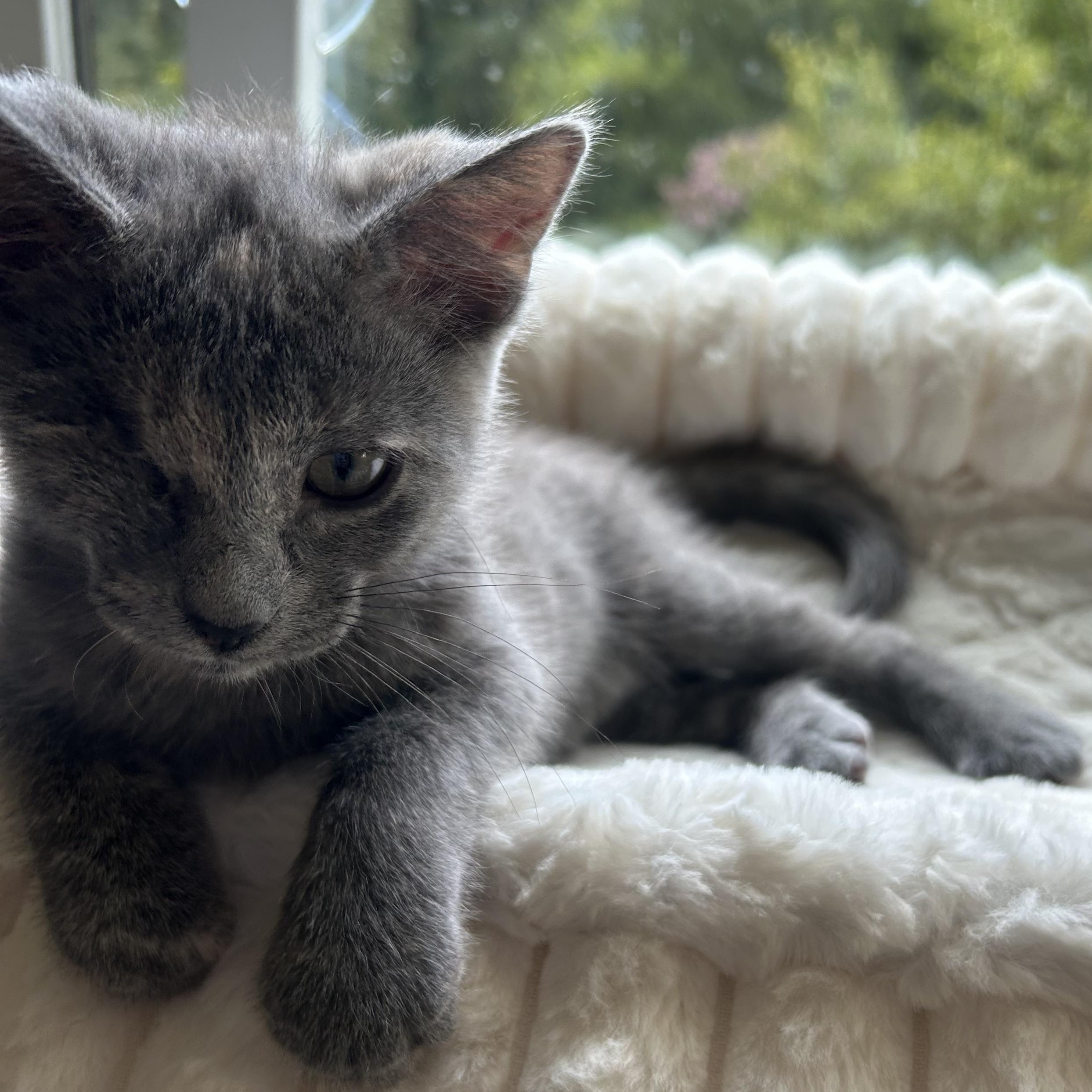 Enlarge Pollywog - Athens, GA, a Adoptable mixed breed in Athens, GA image 3/6