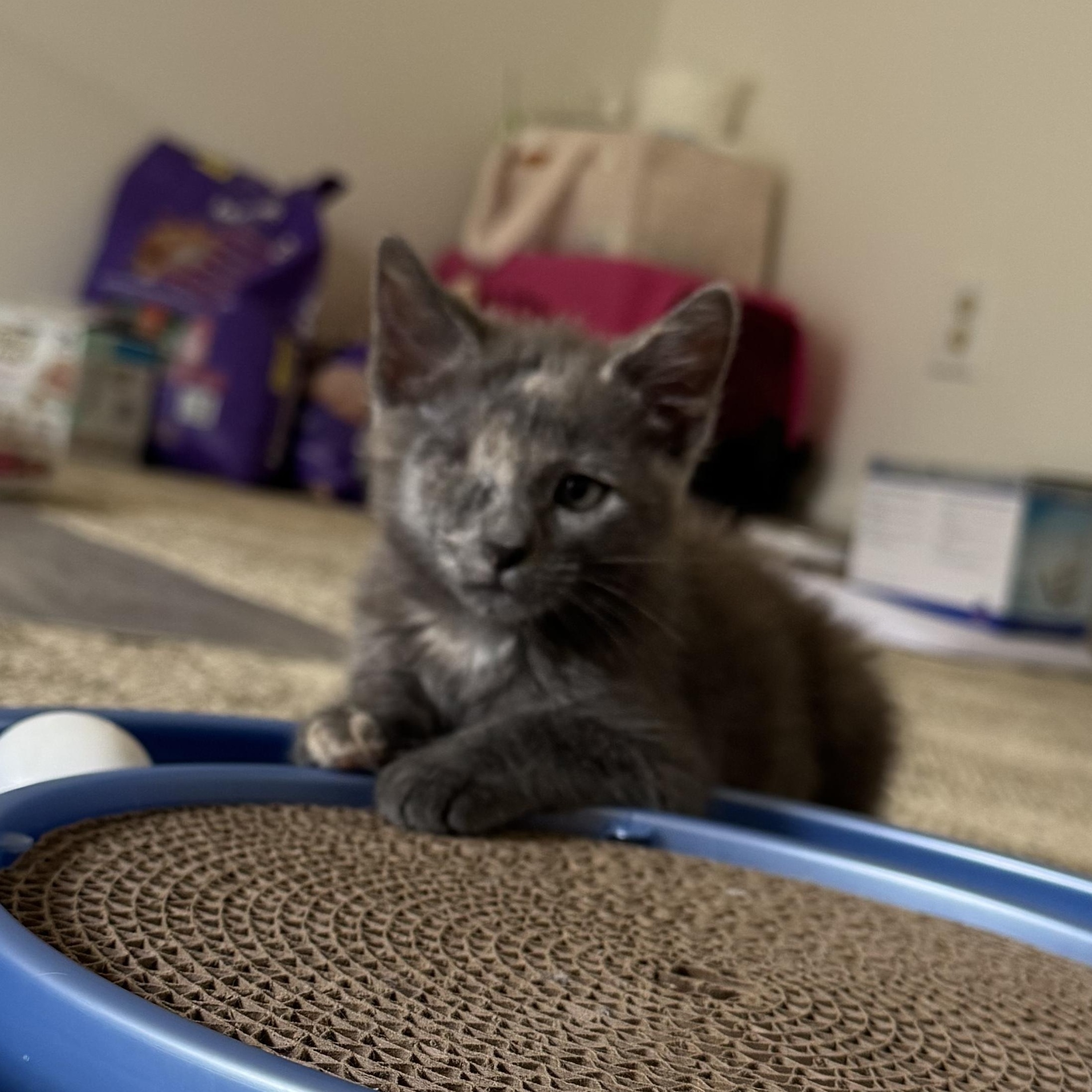 Enlarge Pollywog - Athens, GA, a Adoptable mixed breed in Athens, GA image 5/6