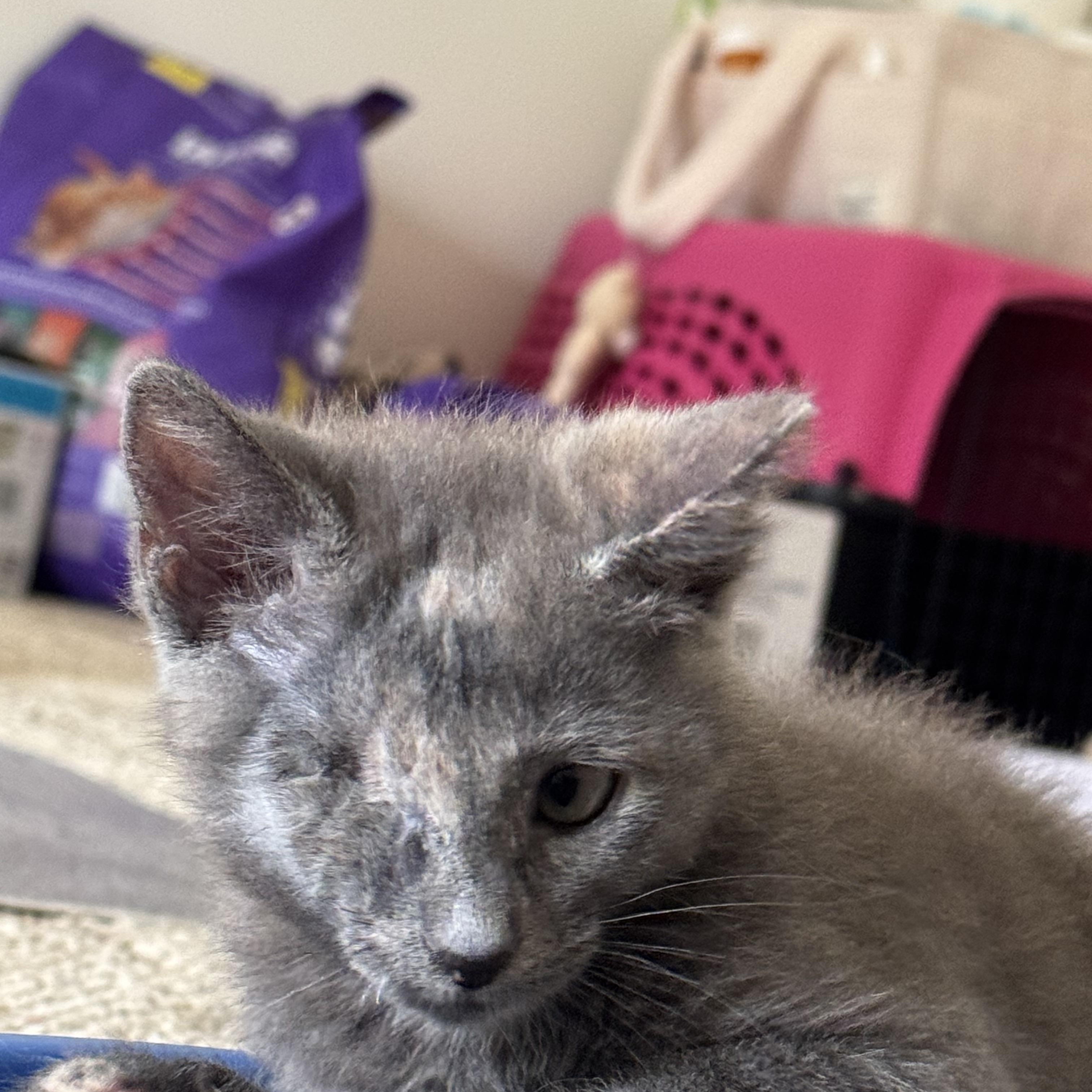 Enlarge Pollywog - Athens, GA, a Adoptable mixed breed in Athens, GA image 4/6