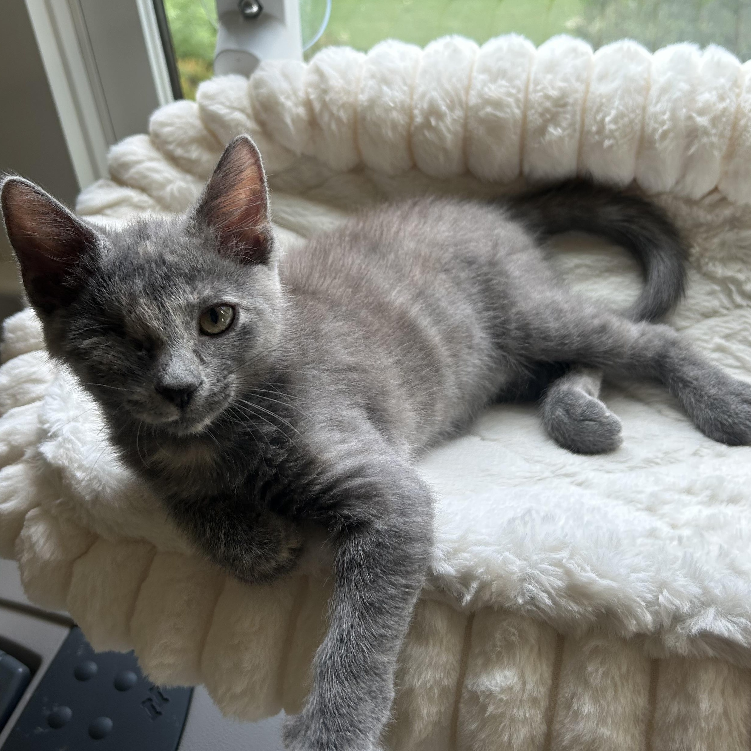 Pollywog - Athens, GA, Adoptable, Kitten Female Domestic Short Hair & Dilute Tortoiseshell.