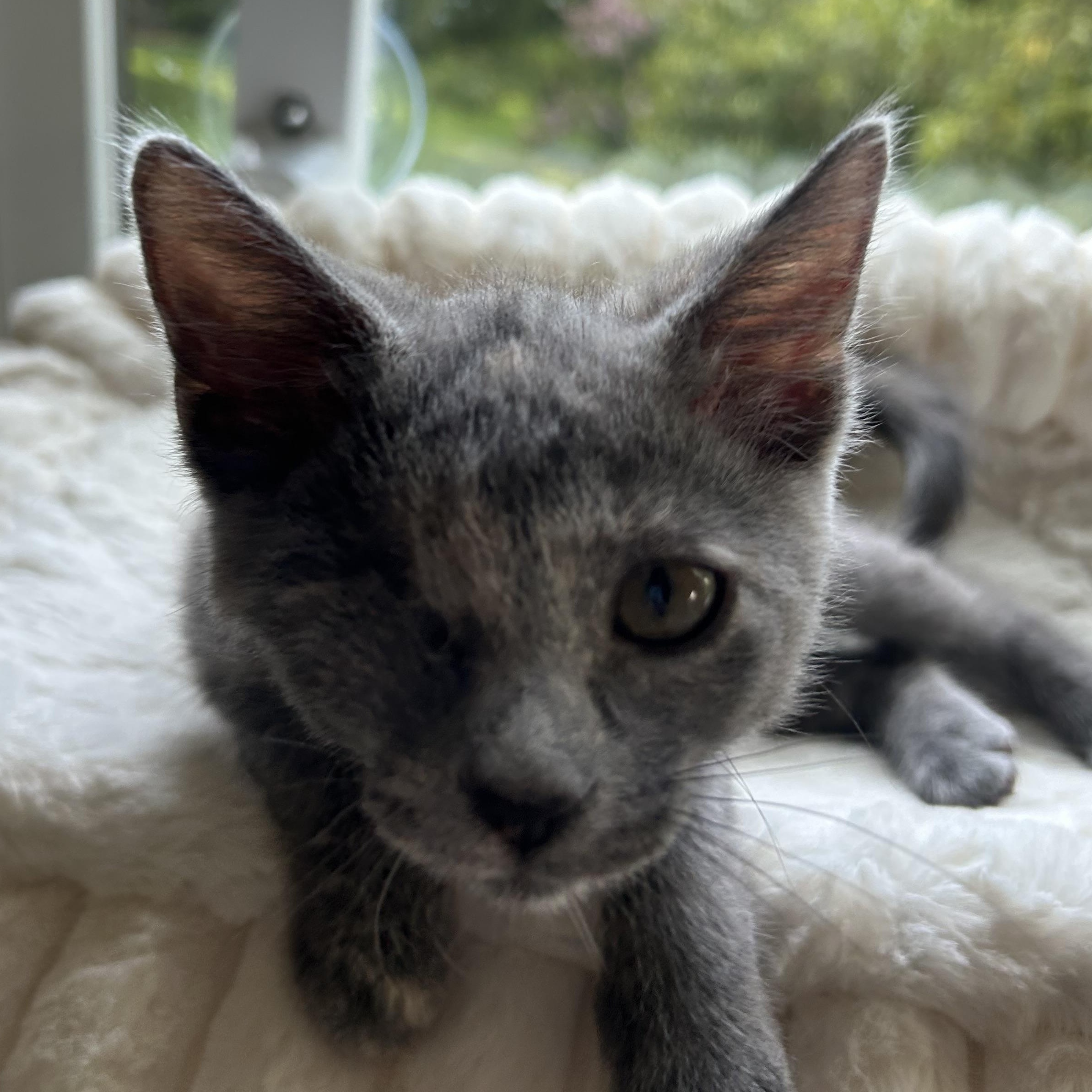 Enlarge Pollywog - Athens, GA, a Adoptable mixed breed in Athens, GA image 2/6