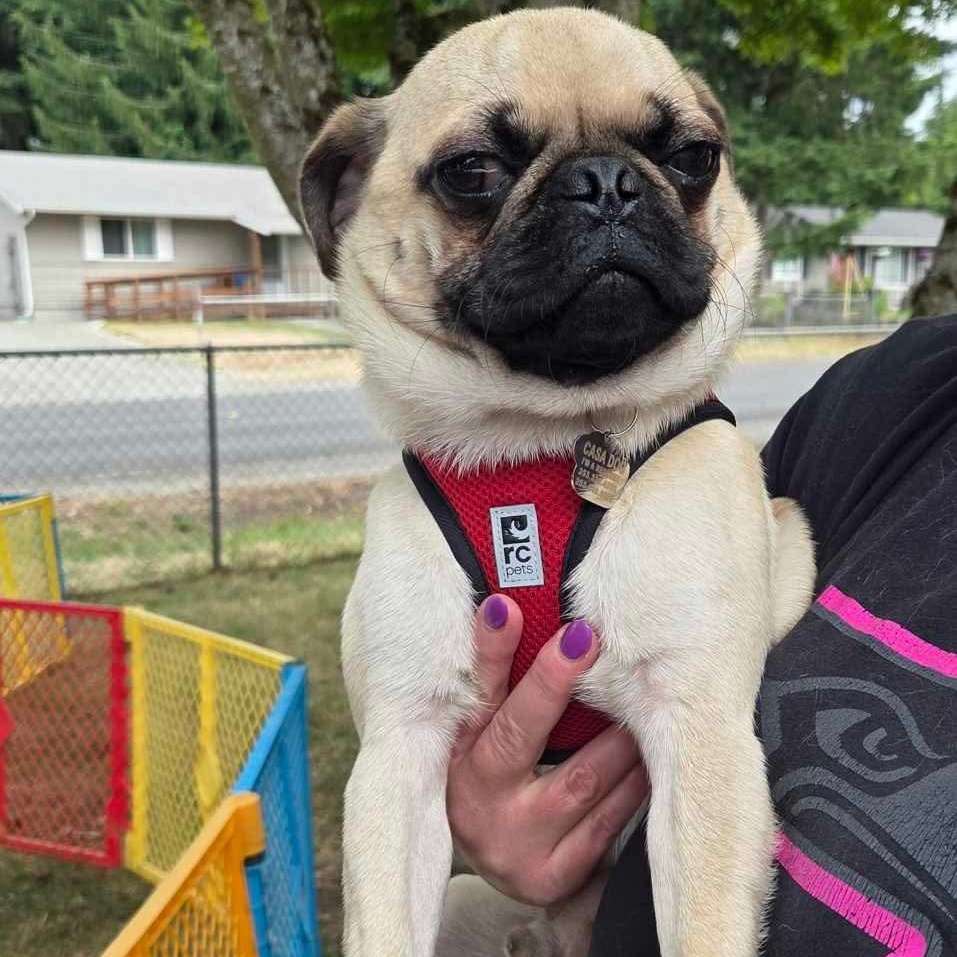 Dennis, Young Male Pug