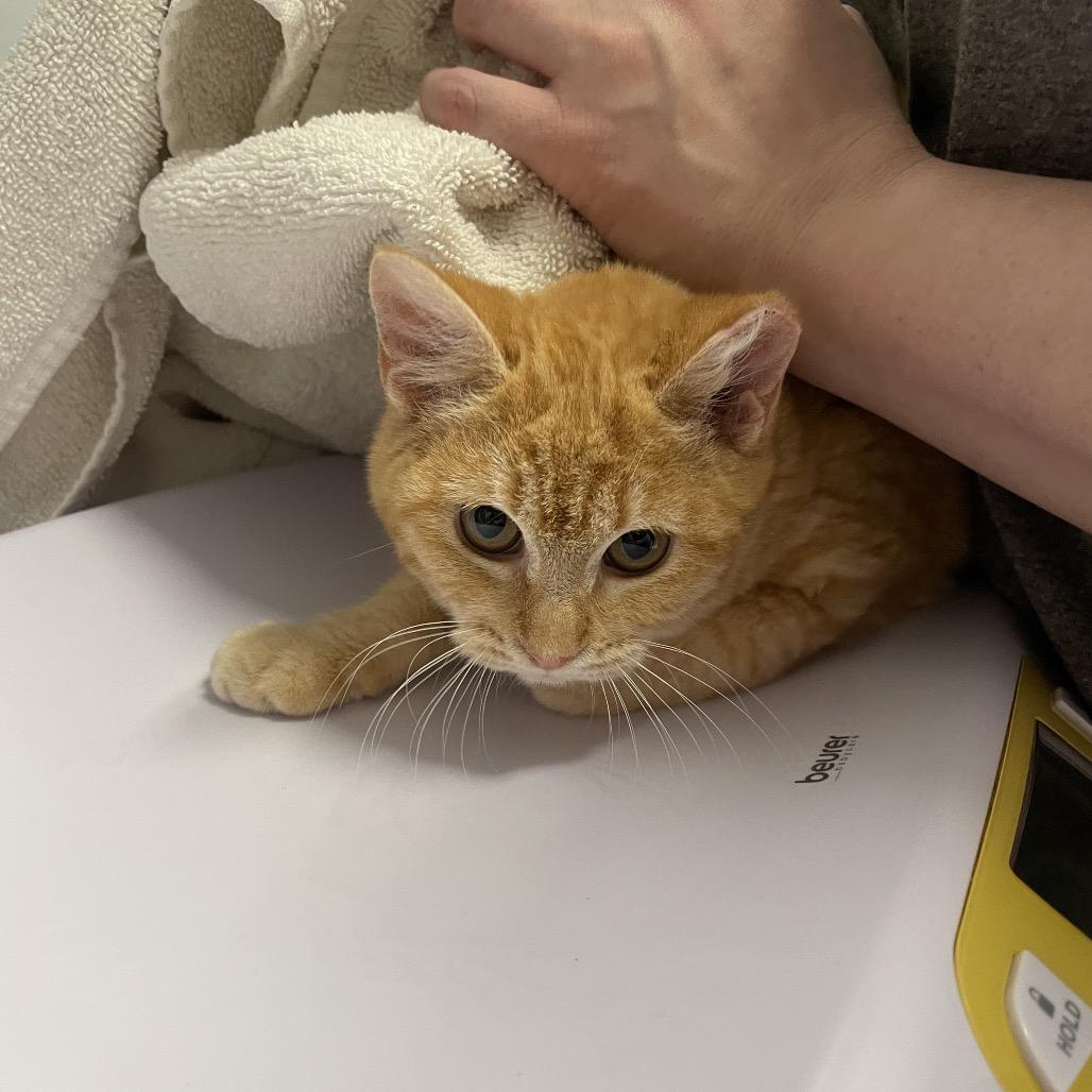 Lily, Adoptable, Kitten Female Domestic Short Hair.