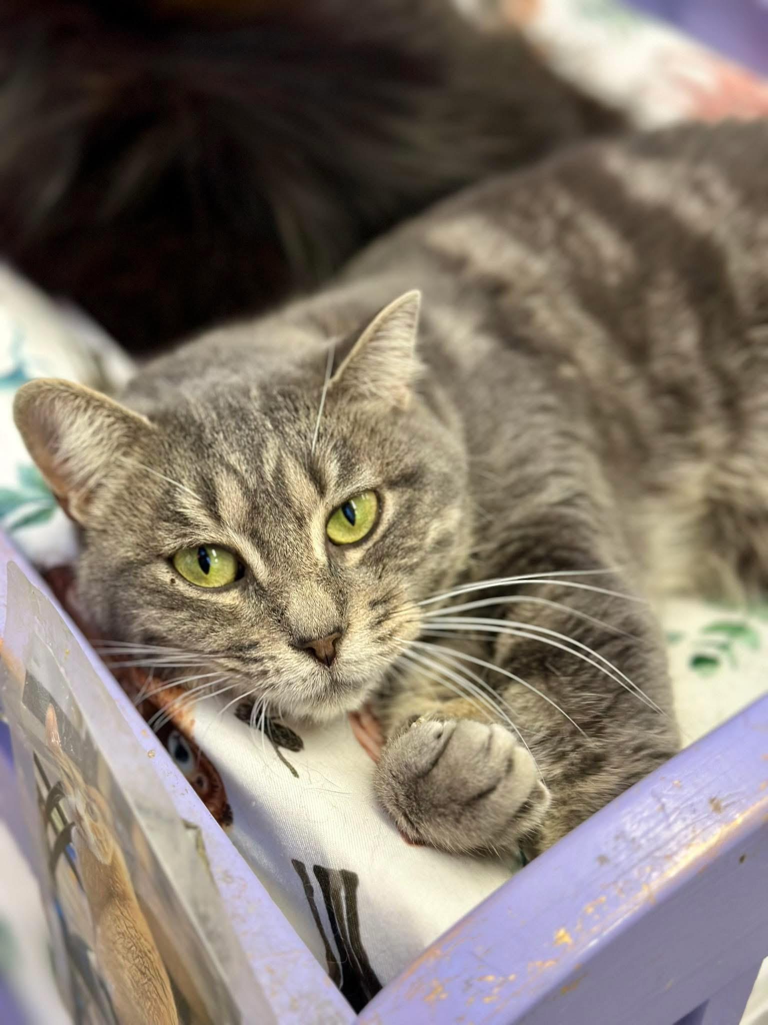 Enlarge Pippa, a ADOPTABLE Domestic Short Hair in Faribault, MN image 5/6