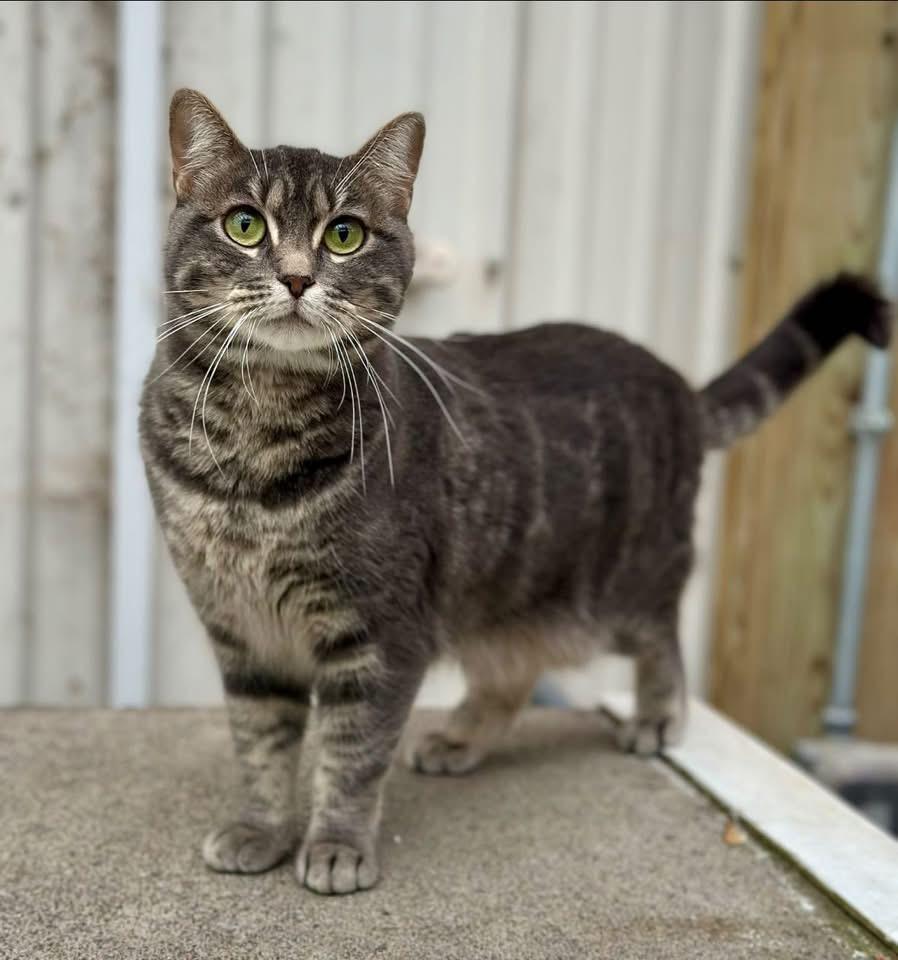 Enlarge Pippa, a ADOPTABLE Domestic Short Hair in Faribault, MN image 3/6