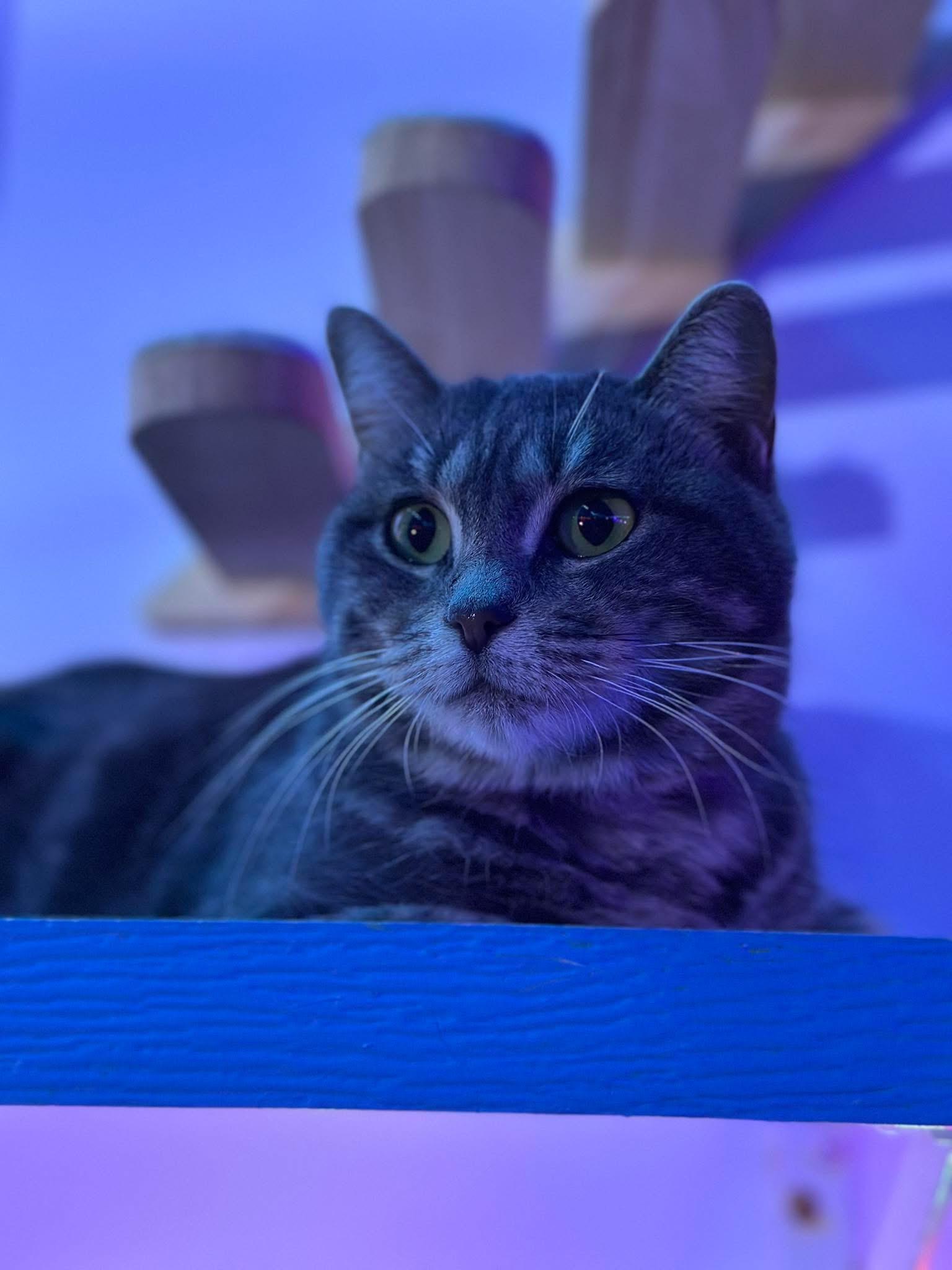 Enlarge Pippa, a ADOPTABLE Domestic Short Hair in Faribault, MN image 2/6