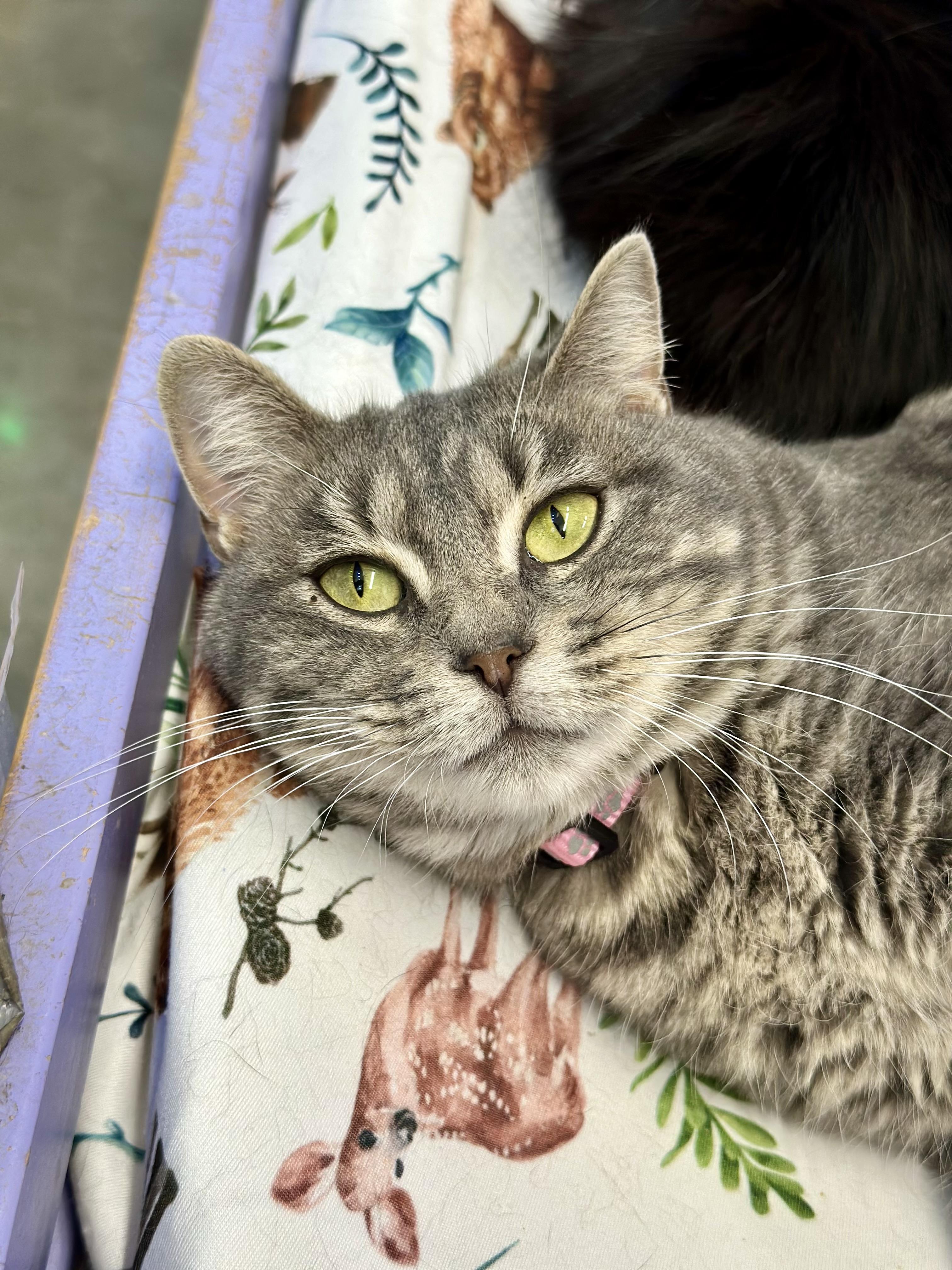 Enlarge Pippa, a ADOPTABLE Domestic Short Hair in Faribault, MN image 6/6