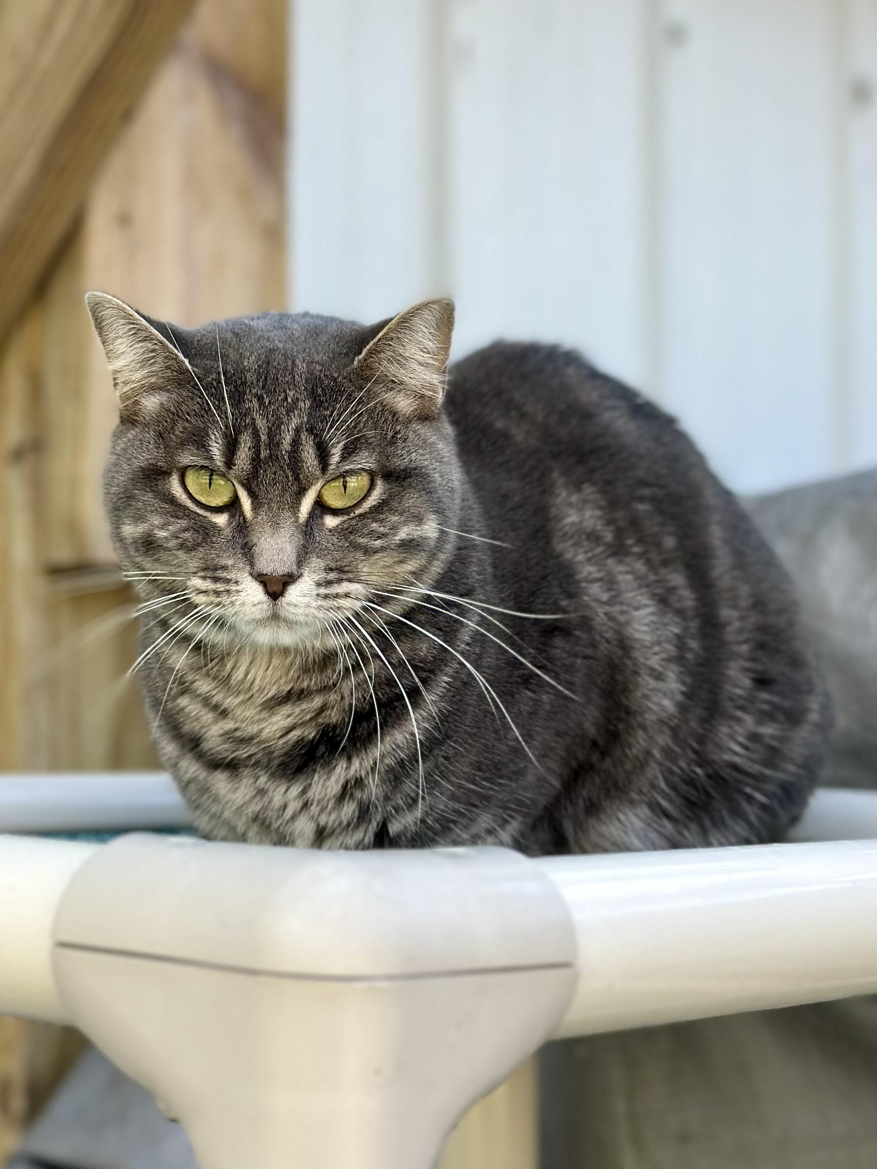 Enlarge Pippa, a ADOPTABLE Domestic Short Hair in Faribault, MN image 4/6