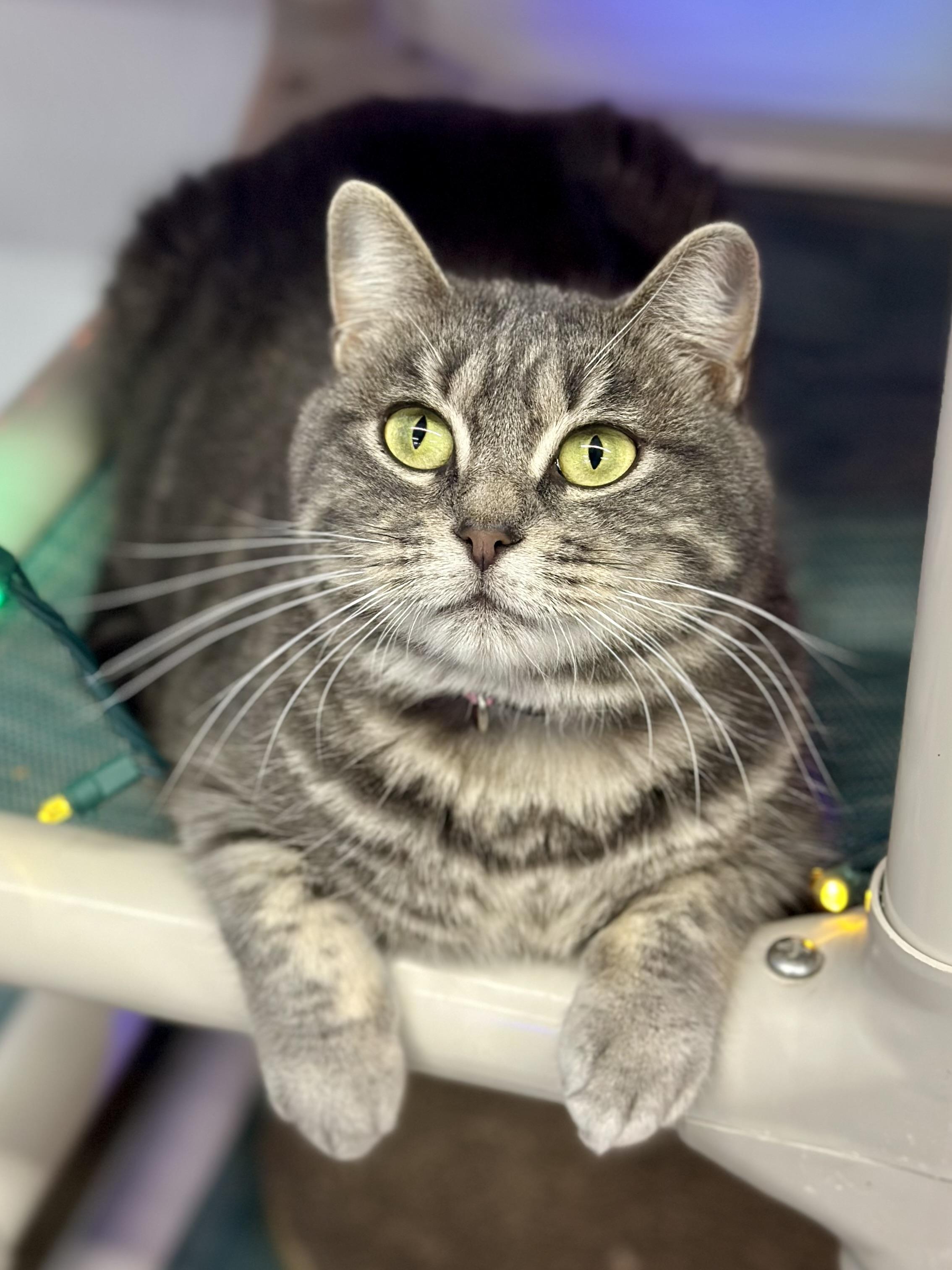 Enlarge Pippa, a ADOPTABLE Domestic Short Hair in Faribault, MN image 1/6