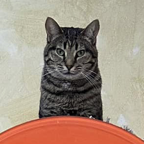 Hope, a Adoptable Domestic Short Hair in Crystal Lake, IL image 3/5