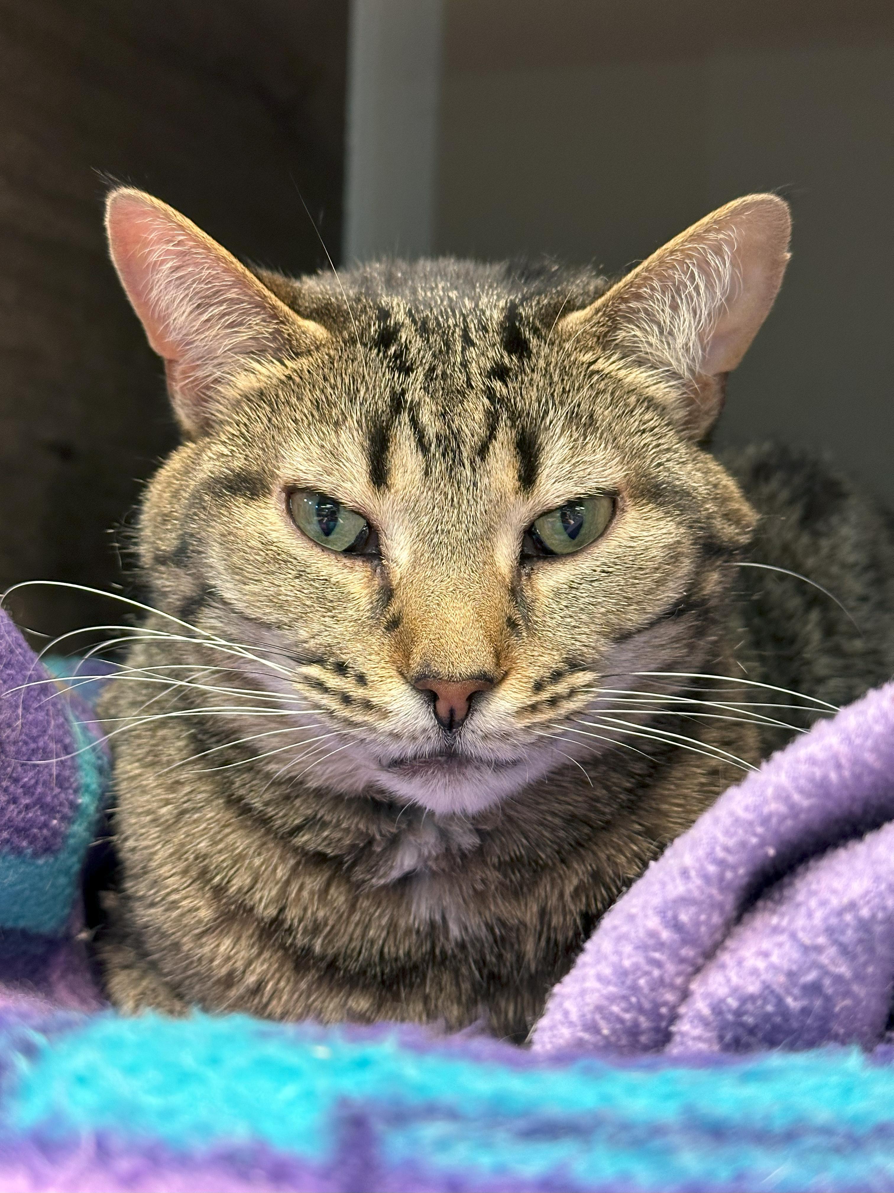 Hope, a Adoptable Domestic Short Hair in Crystal Lake, IL image 5/5