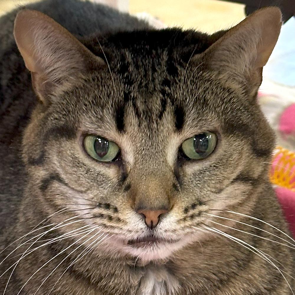 Hope, Adoptable, Adult Female Domestic Short Hair.