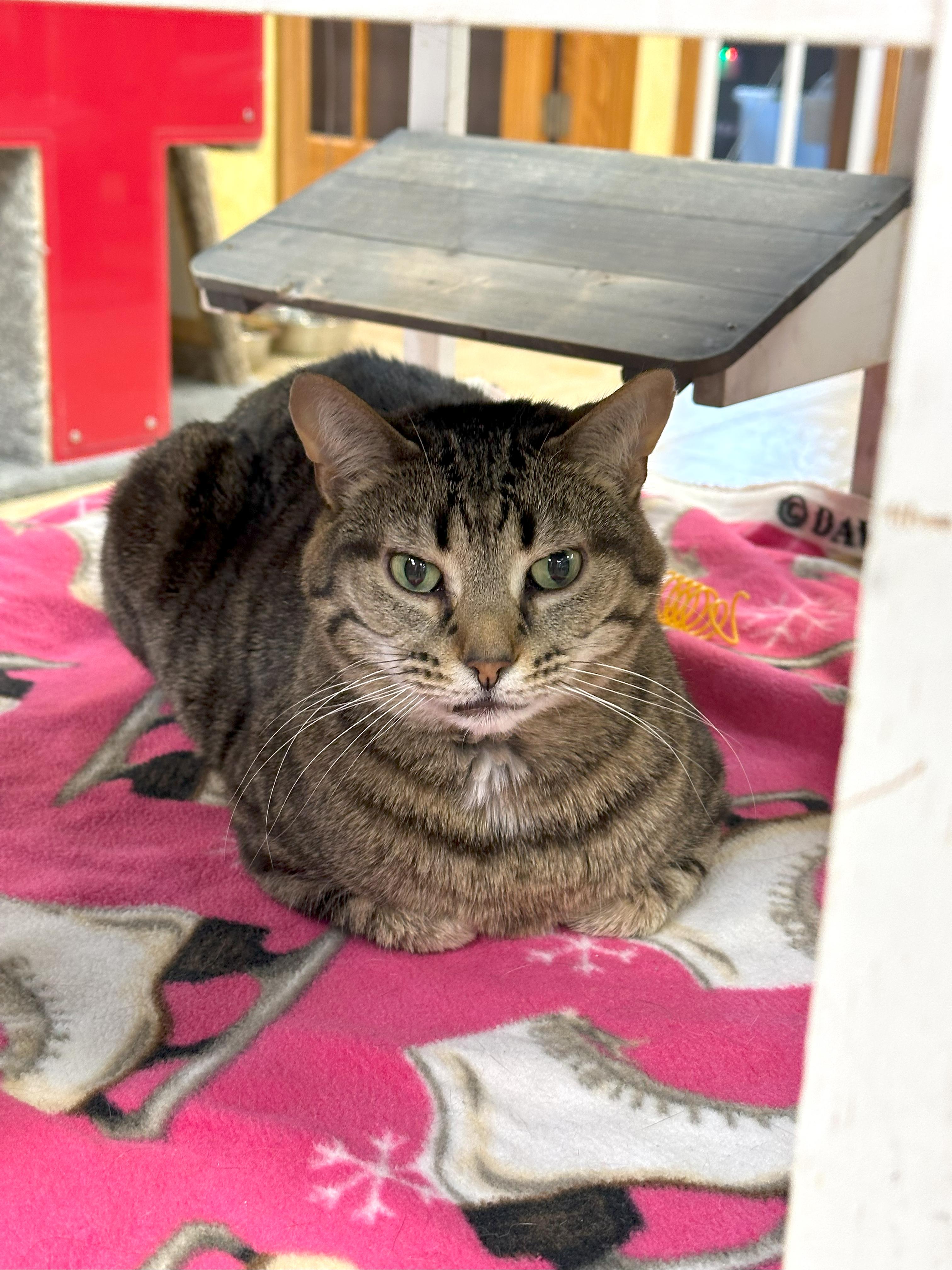 Hope, a Adoptable Domestic Short Hair in Crystal Lake, IL image 4/5