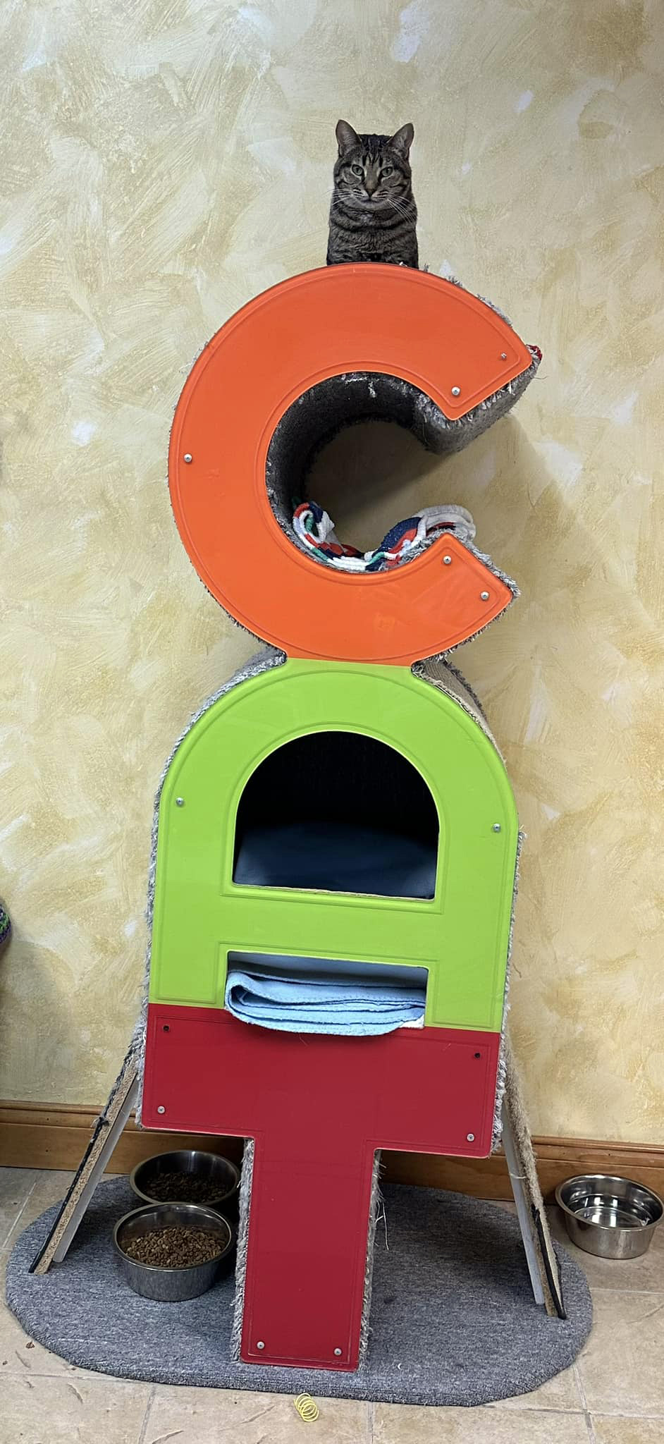 Hope, a Adoptable Domestic Short Hair in Crystal Lake, IL image 2/5