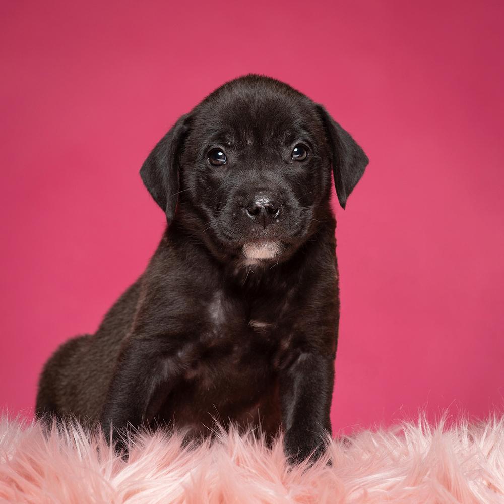Alexis (Dynamic Duo Litter), Adoptable, Puppy Female Labrador Retriever & Shar-Pei.