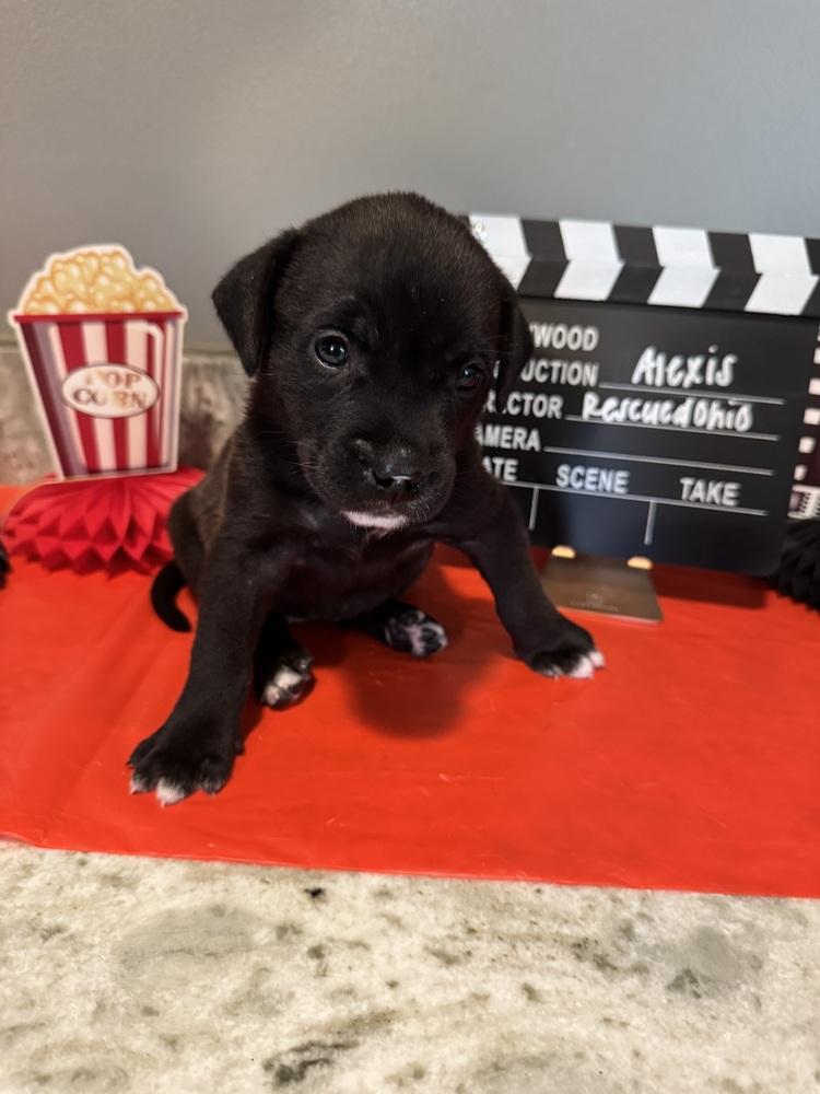 Alexis (Dynamic Duo Litter), a Adoptable mixed breed in New Albany, OH image 2/2