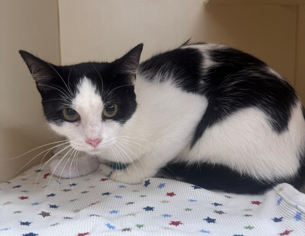 FIONA, Adoptable, Young Female Domestic Short Hair.