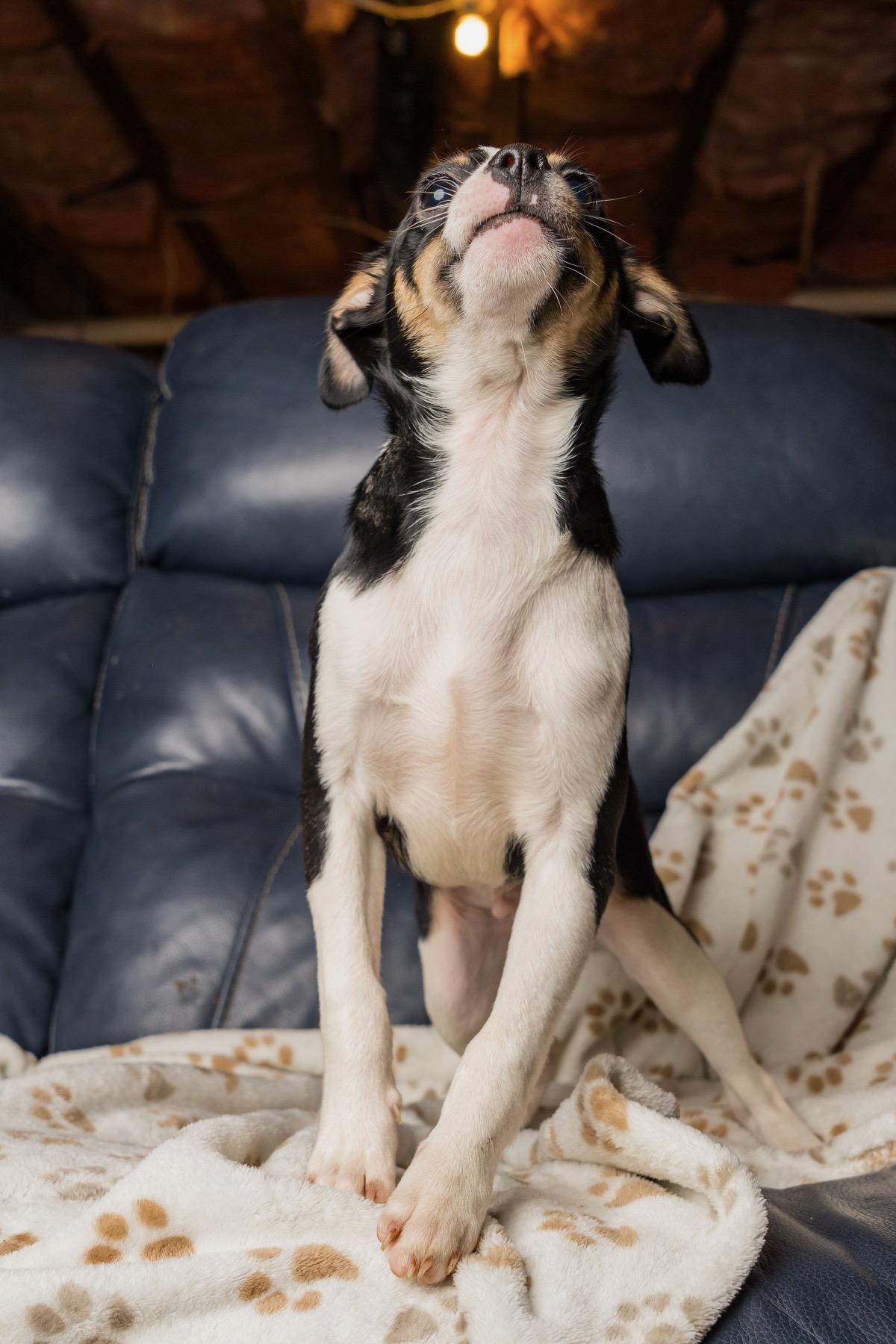 Enlarge Luca, a Adoptable mixed breed in Richmond, VA image 6/6