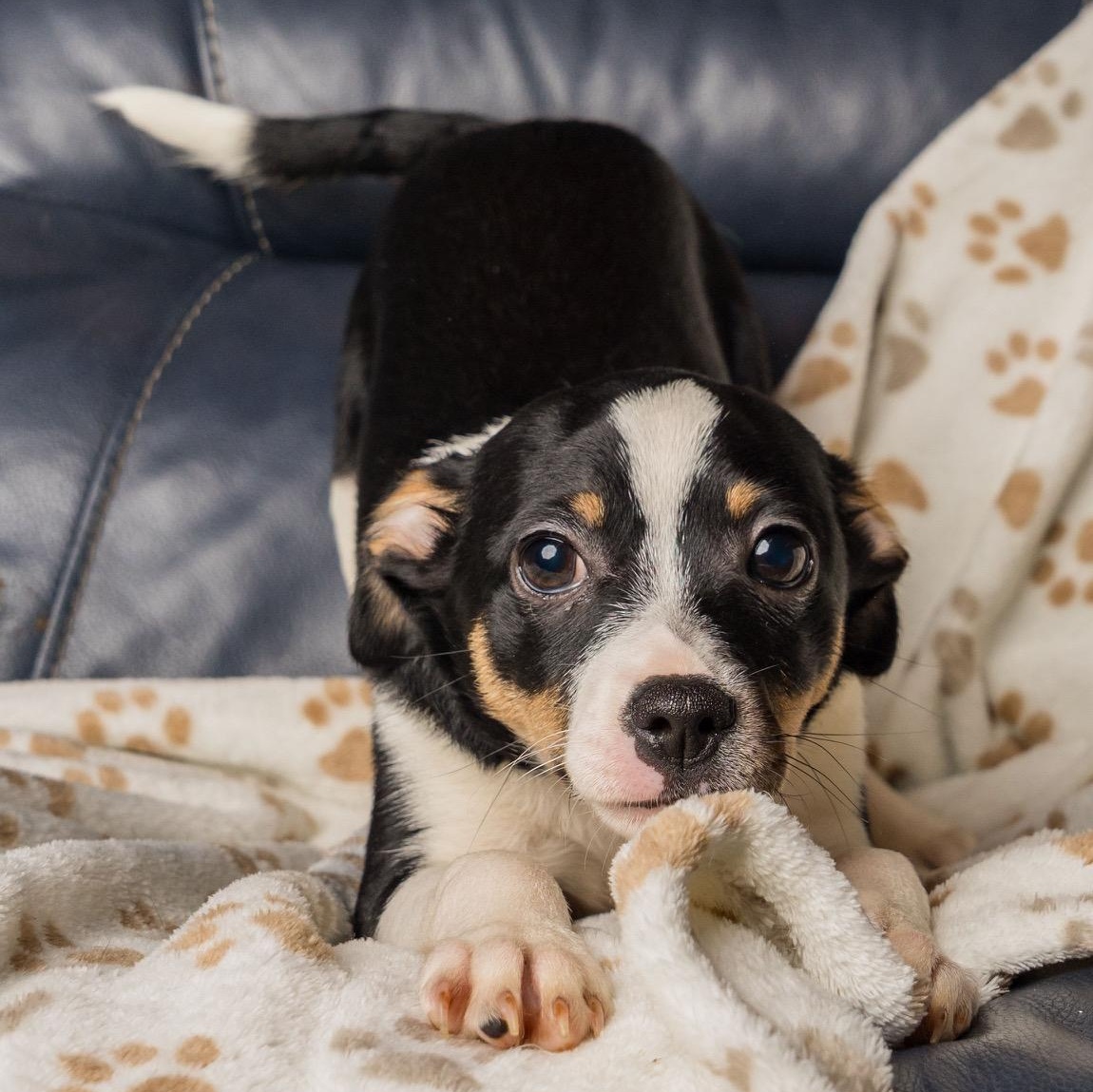 Luca, Adoptable, Puppy Male Rat Terrier & Chihuahua.